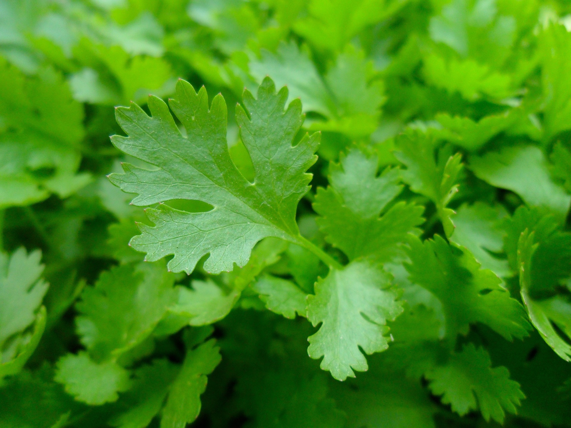 Parsley herb, Essential kitchen staple, Flavor enhancer, Healthy addition, 1920x1440 HD Desktop