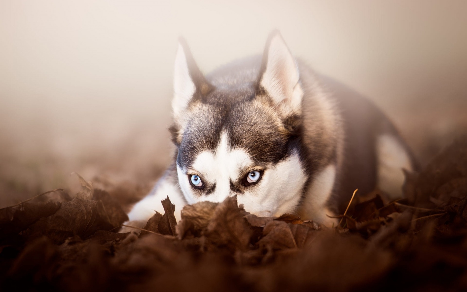 Autumn leaves, Husky Wallpaper, 1920x1200 HD Desktop