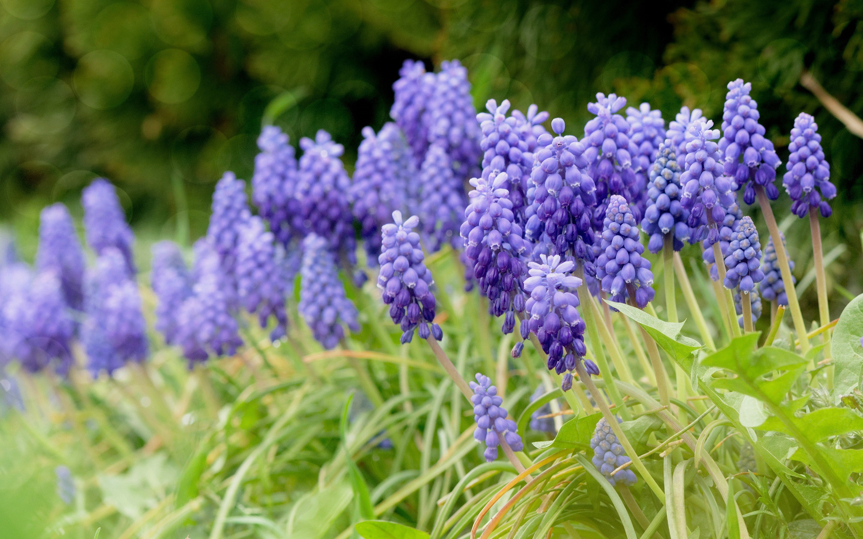 Wild, Hyacinth Wallpaper, 2880x1800 HD Desktop