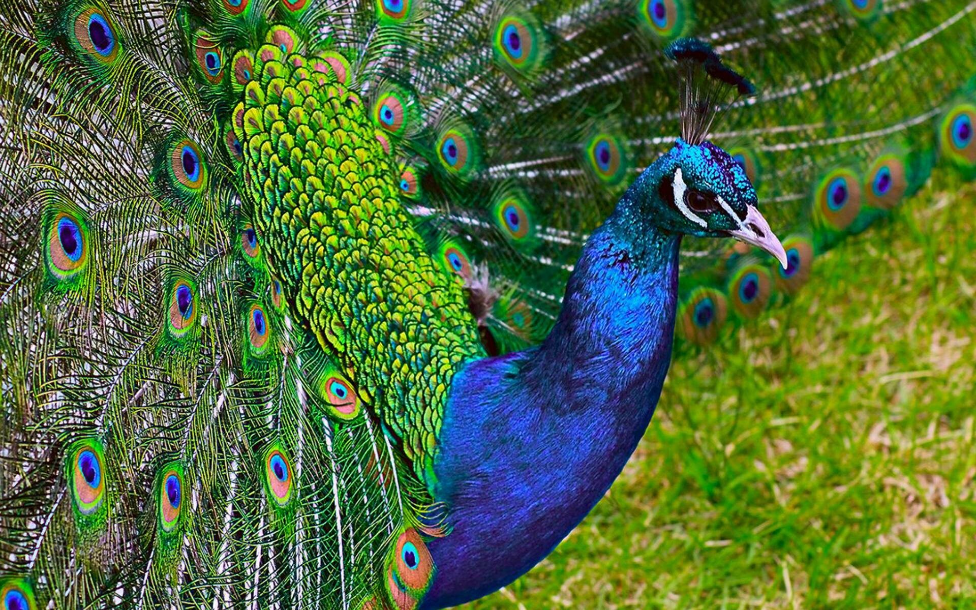 Peacock wallpapers, Eye-catching plumage, Exotic bird, Nature's artwork, 1920x1200 HD Desktop