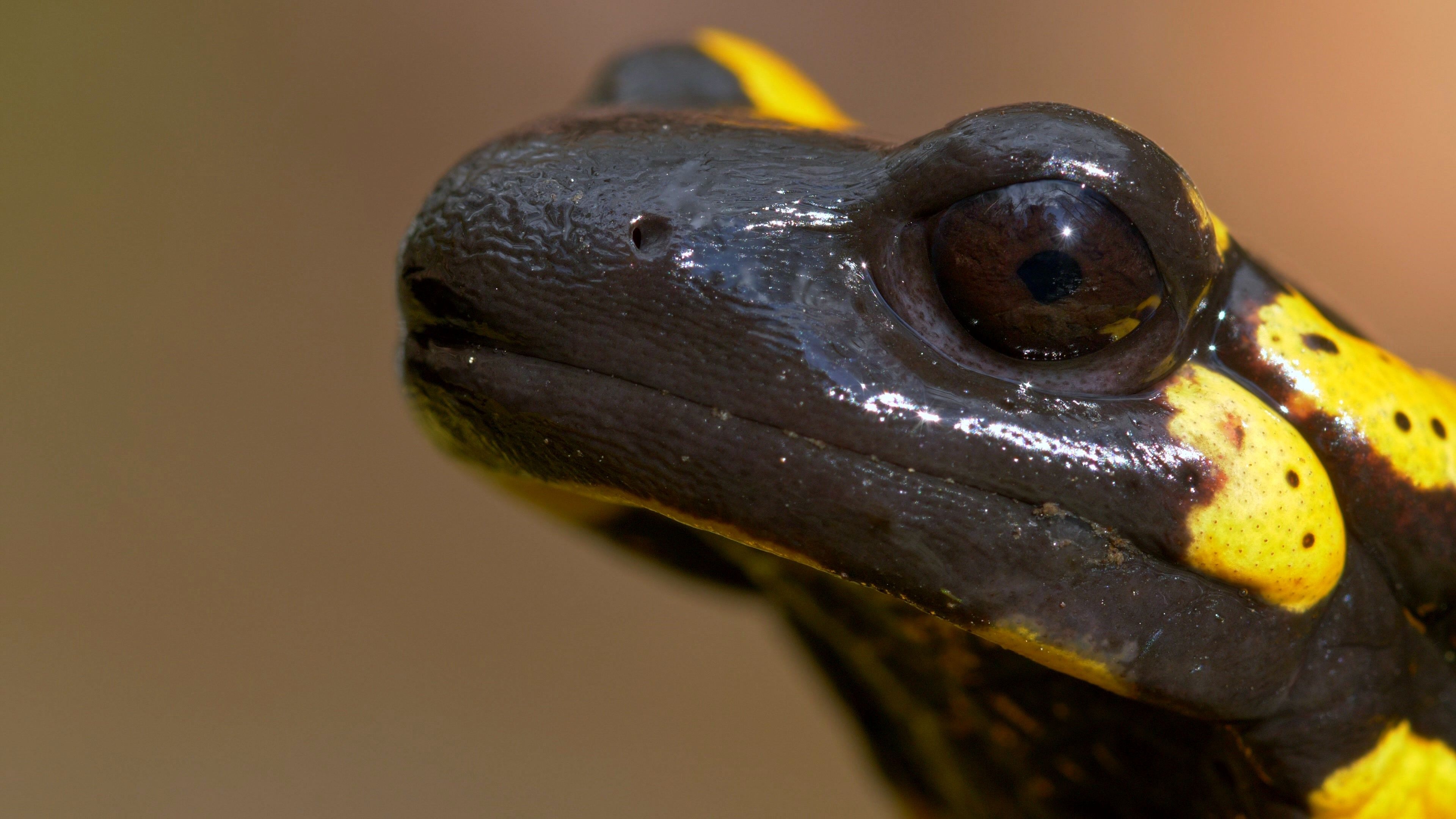 Reptiles and amphibians visual collection, Wildlife appreciation, Nature's diverse creatures, Explore the animal kingdom, 3840x2160 4K Desktop