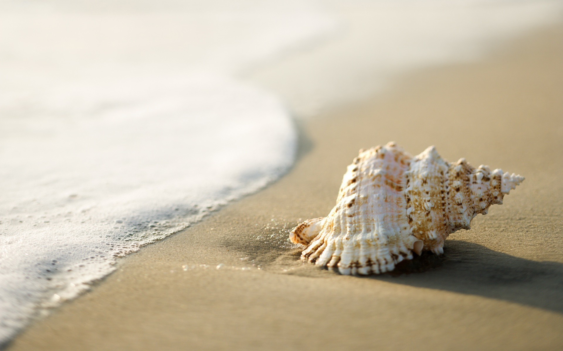 Seashells on the Beach, Wallpaper, Sarah Simpson, Posted By, 1920x1200 HD Desktop