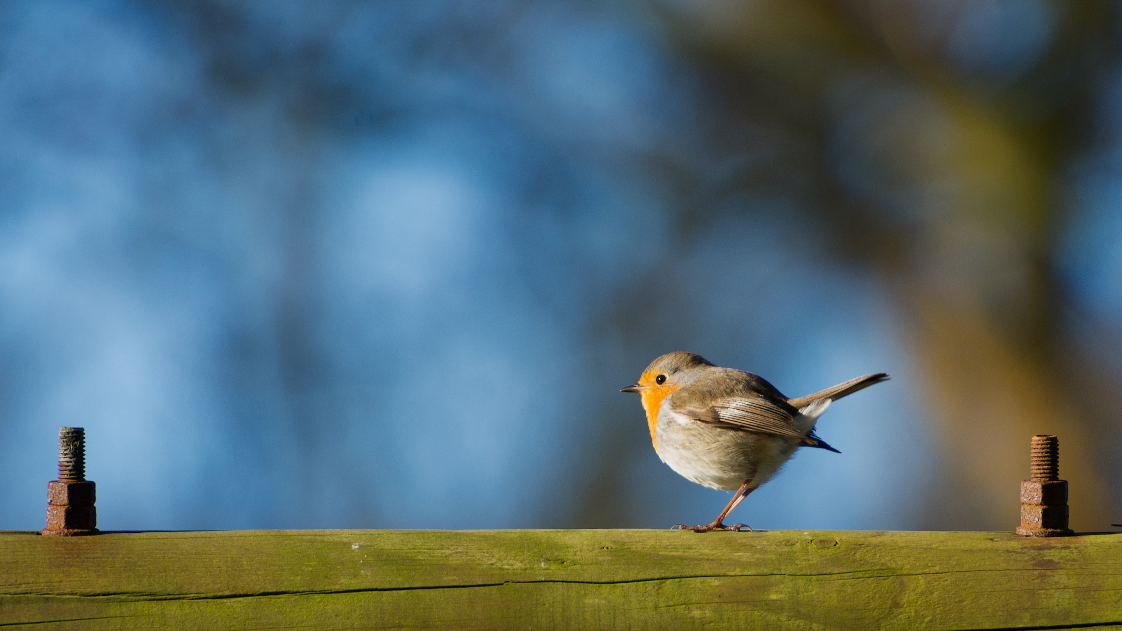 Robin bird, High-quality background, HQ wallpaper, Baltana, 3840x2160 4K Desktop