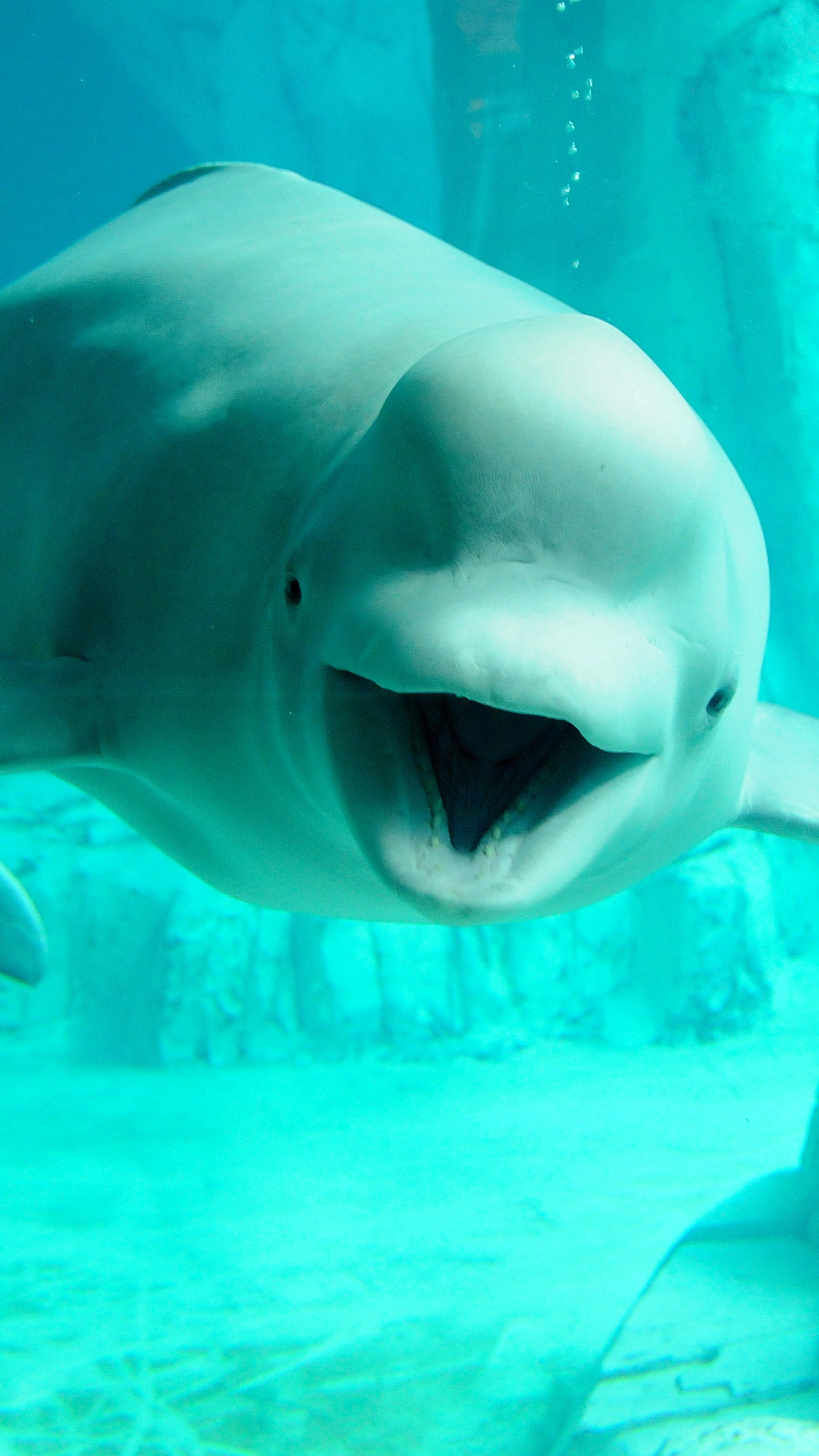 Beluga Whale, Best wallpaper, Baltana, Oceanic wonder, 1440x2560 HD Phone