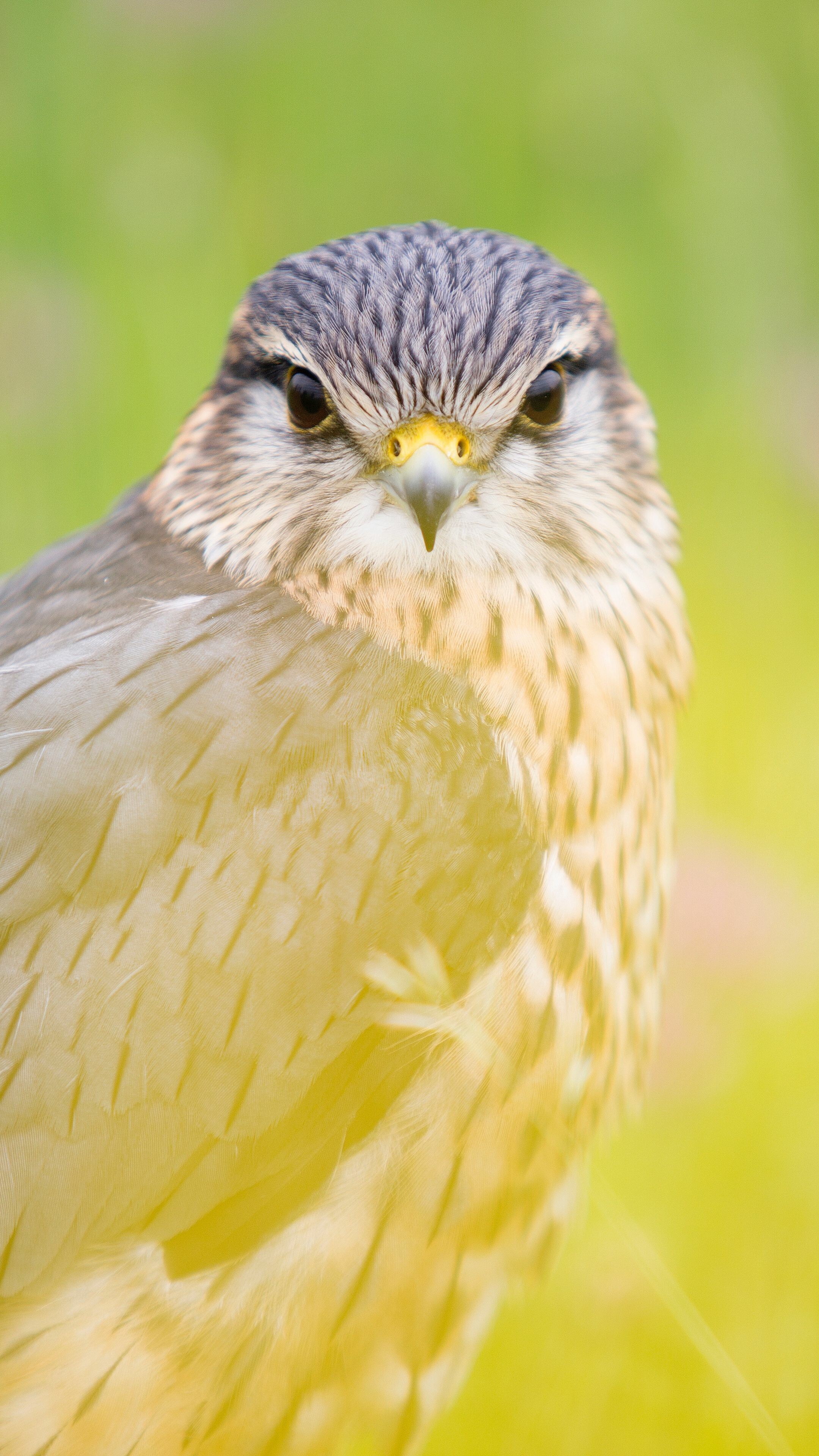 Red-tailed hawk, Birds Wallpaper, 2160x3840 4K Phone