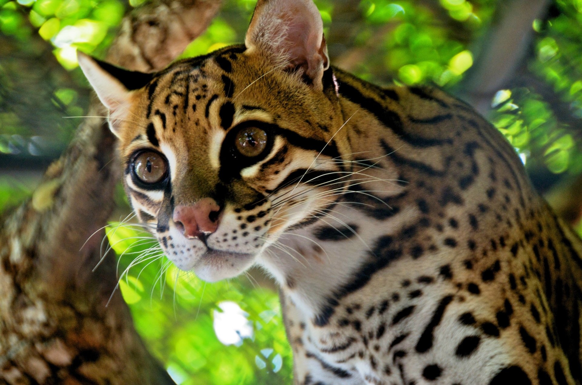 Ocelot, 4k wallpaper, Exquisite background, Stunning imagery, 1920x1280 HD Desktop