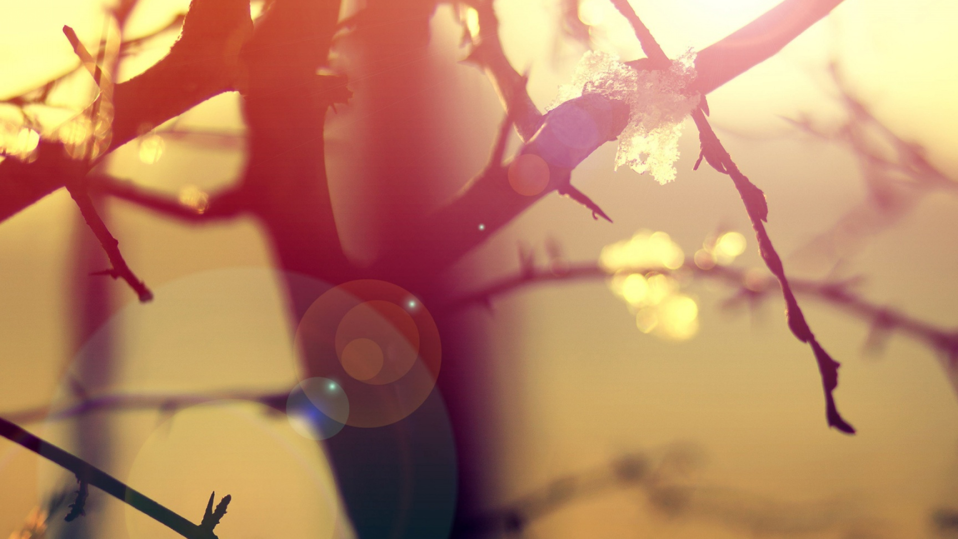 Branch, Lens Flare Wallpaper, 1920x1080 Full HD Desktop