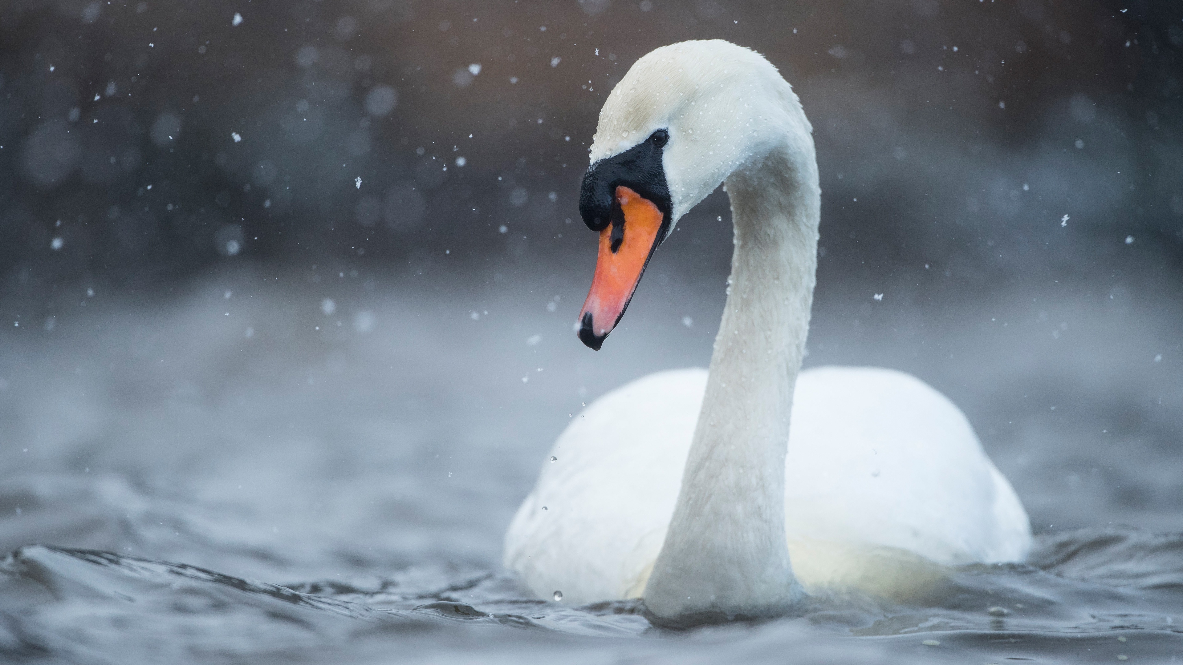 Bird swan wildlife, Wildlife wallpaper resolution, Wallpaper resolution id1216882, Swan, 3840x2160 4K Desktop