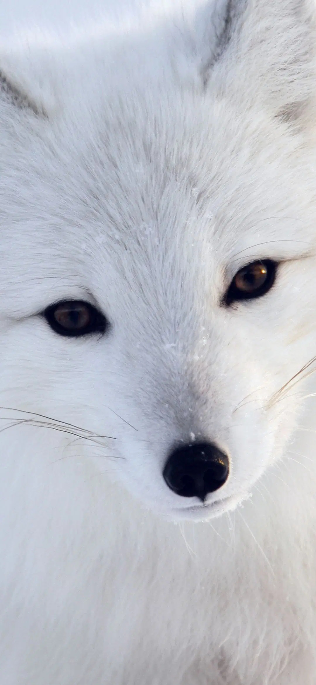 Arctic Fox, Android iPhone Desktop HD, 1080x2340 HD Phone