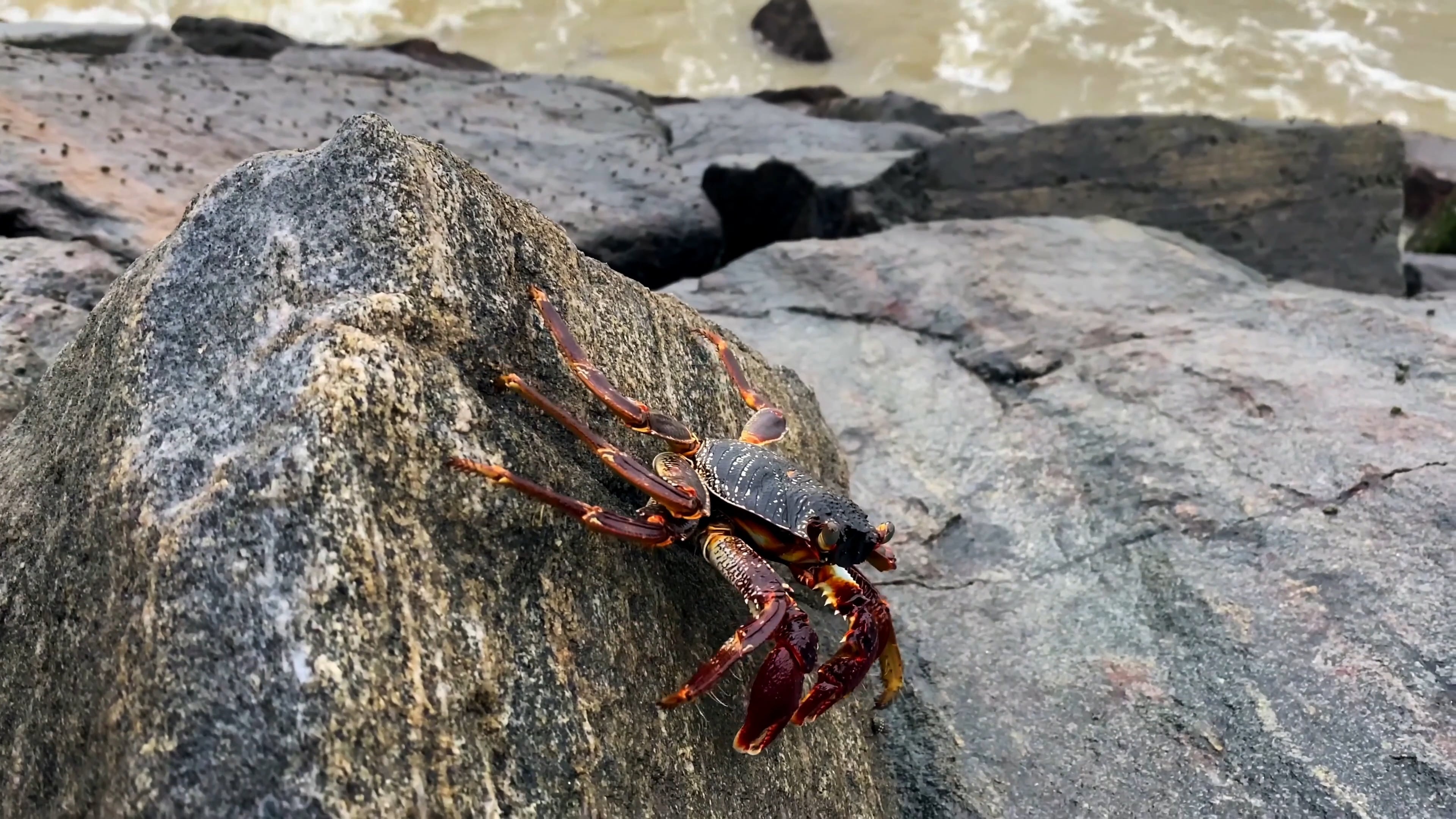 Crawling crab, Rock habitat, Free stock video, Animal motion, 3840x2160 4K Desktop