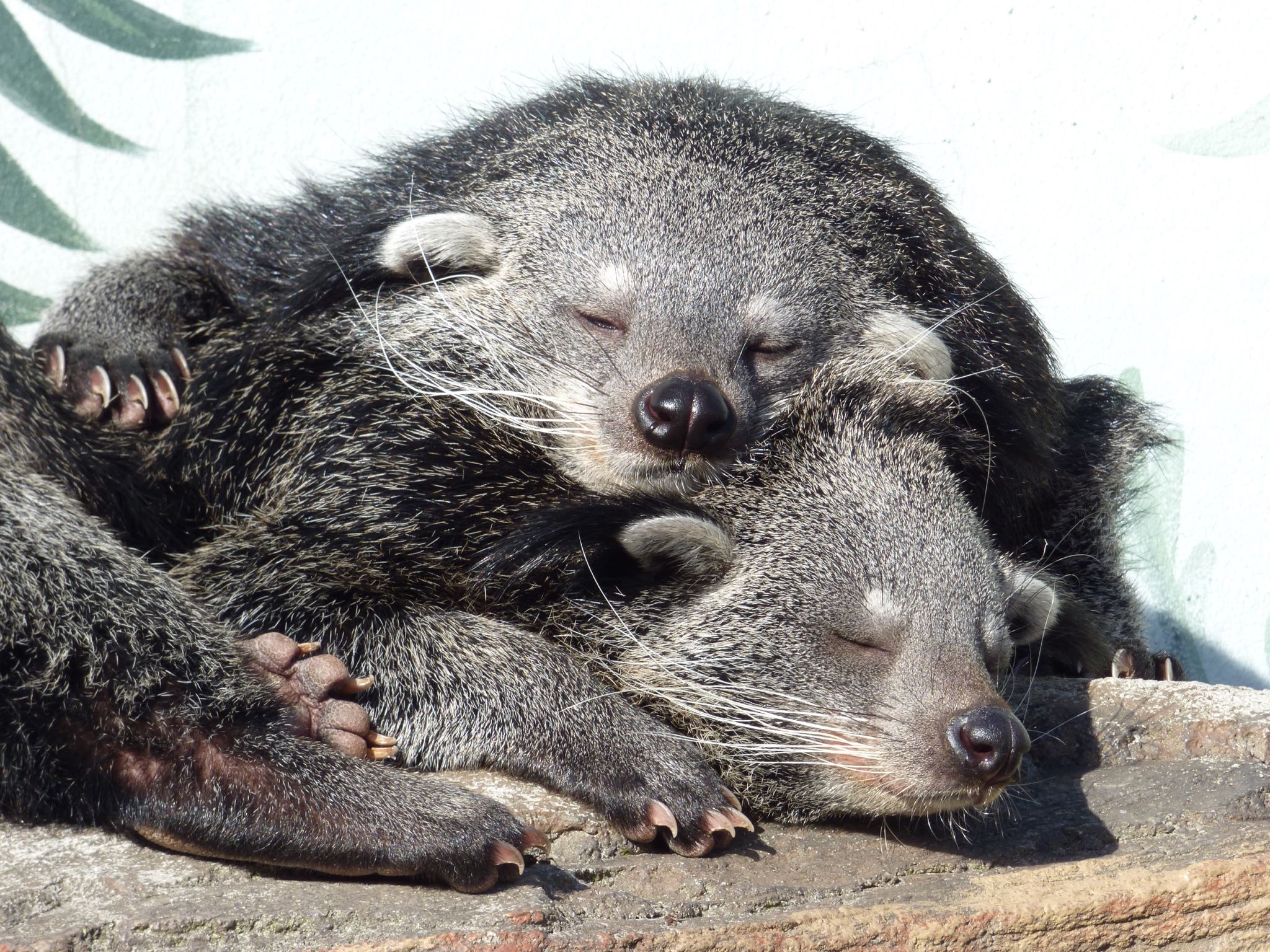 Binturong bearcat ideas, Wild mammals, 2050x1540 HD Desktop