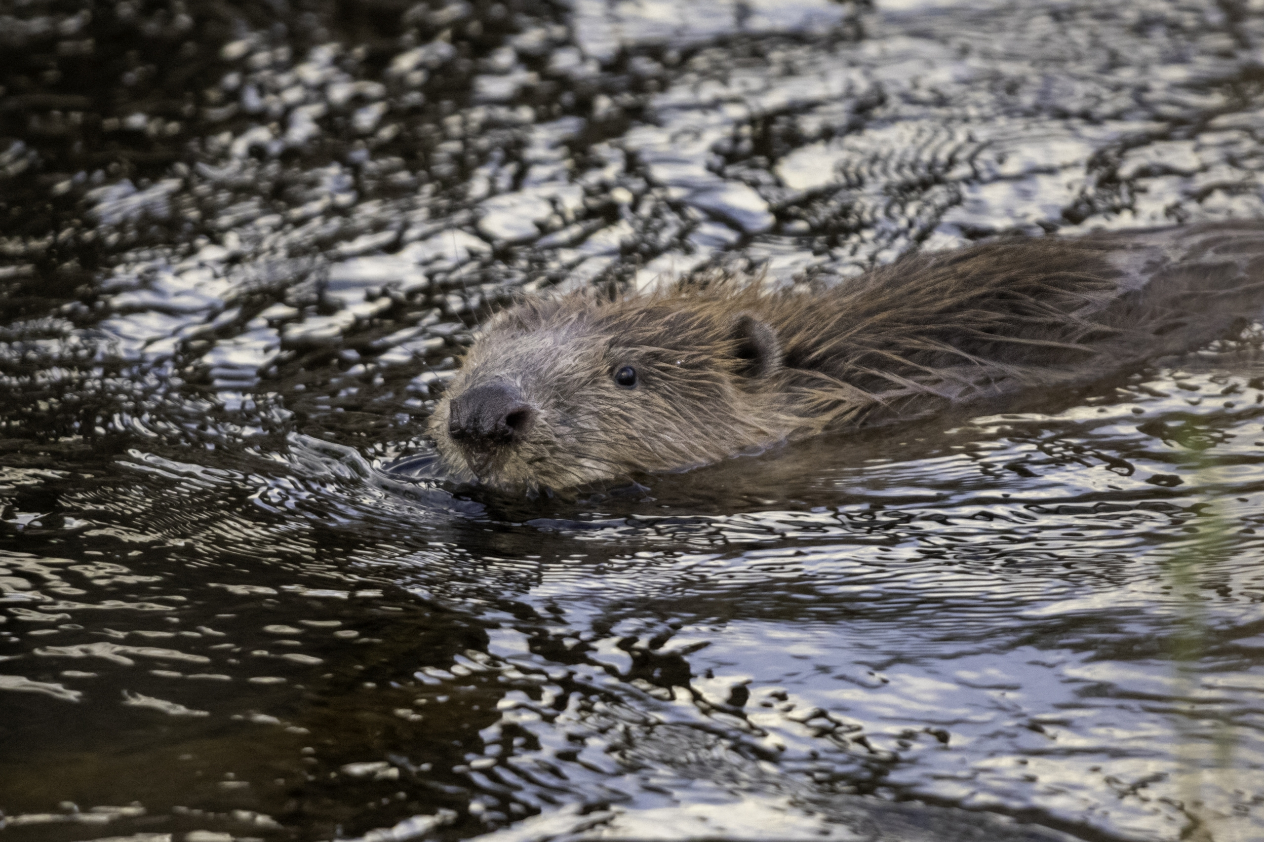 Beaver therapy, Psychological impact, Nature's healing power, Reintroduction project, 2560x1710 HD Desktop