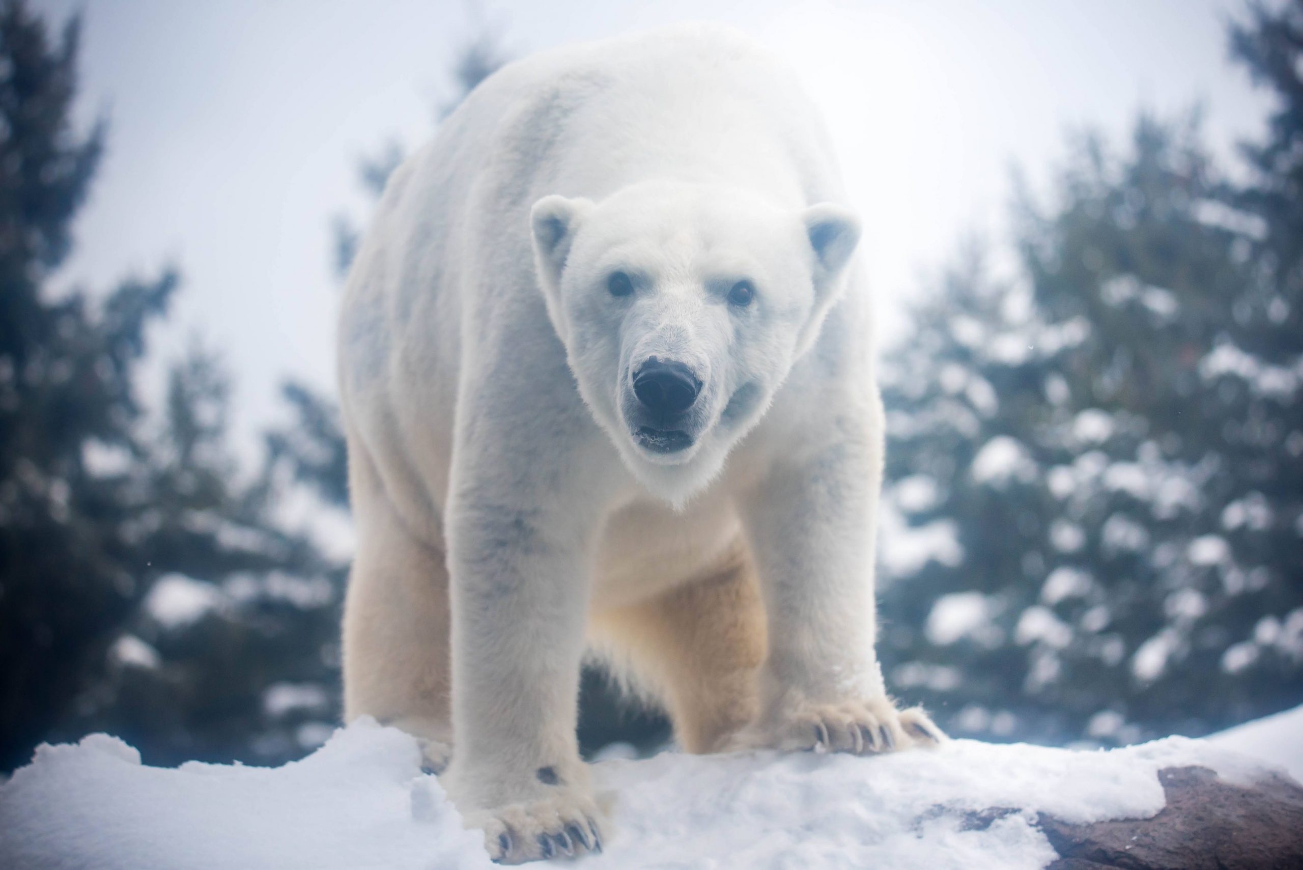 Blood draw, Anoki the polar bear, Training session, Seneca Park Zoo, 2560x1710 HD Desktop