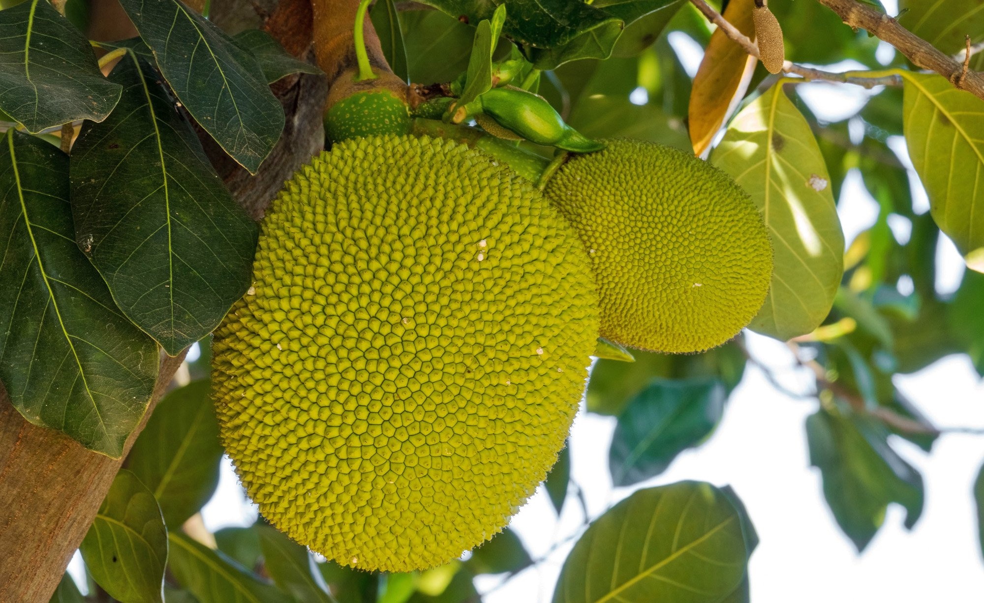 Jackfruit as meat substitute, Vegan lifestyle, Recipe ideas, Mein schner Garten, 2000x1230 HD Desktop