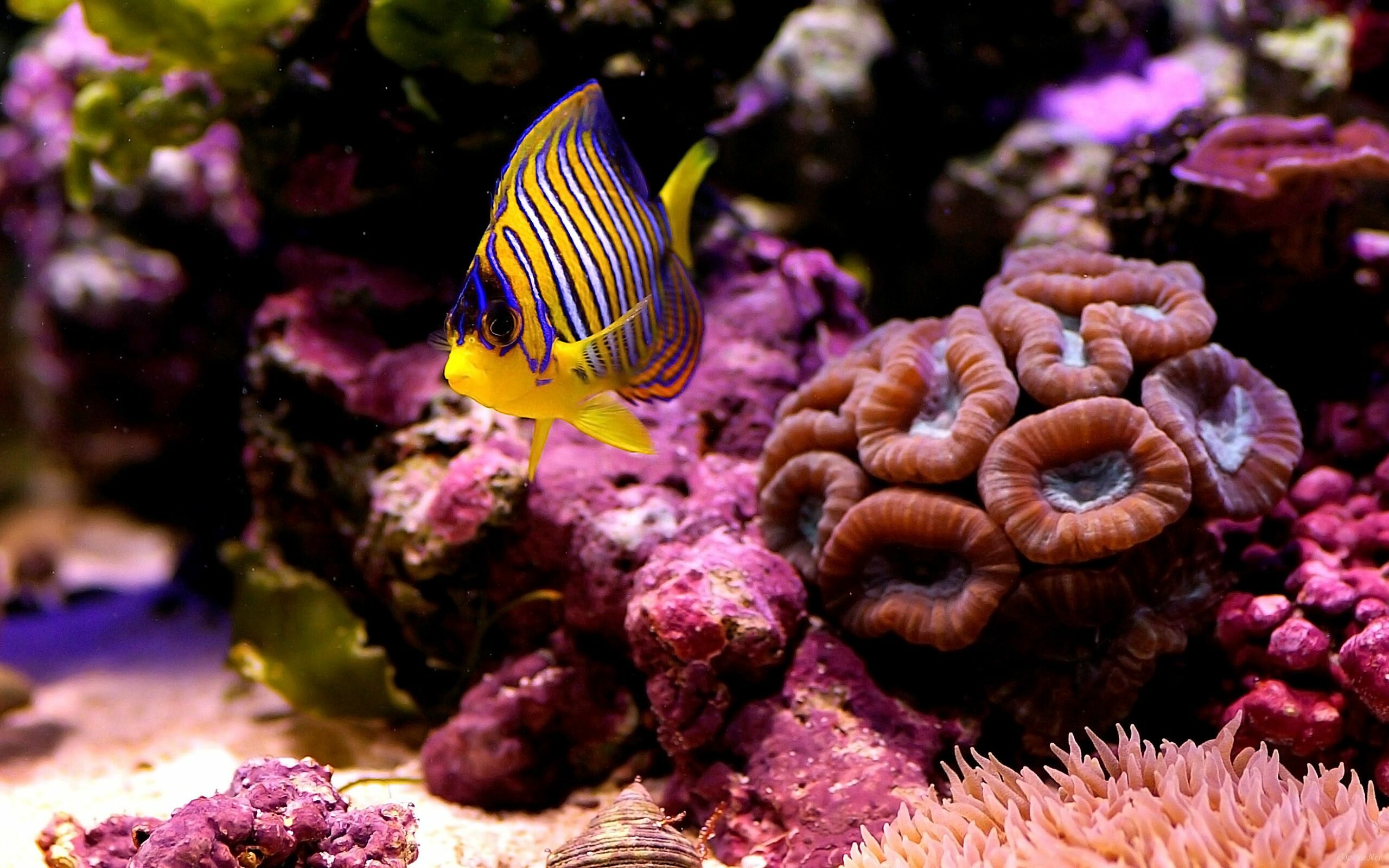 Regal Angelfish, Coral Reefs Wallpaper, 2560x1600 HD Desktop