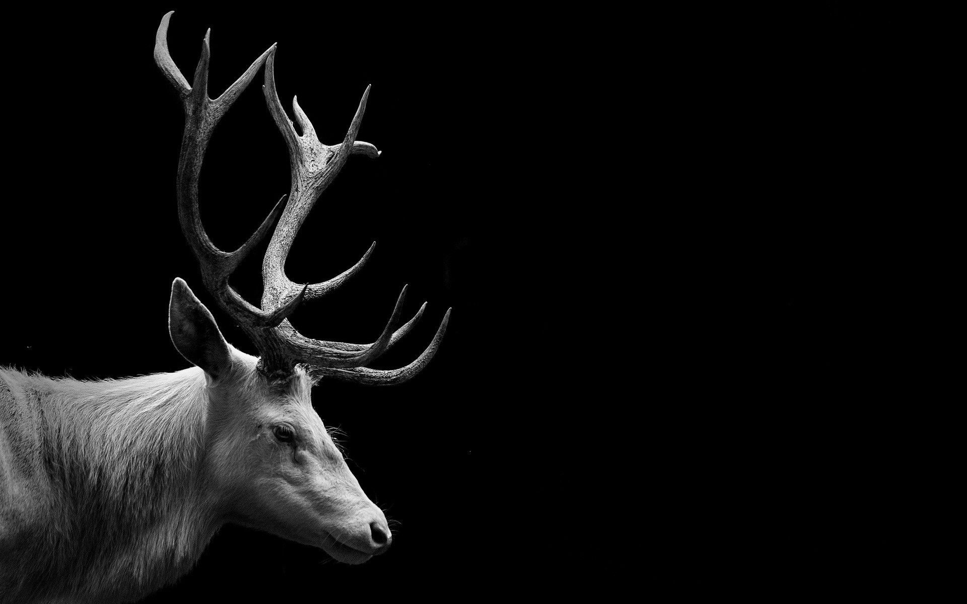 Red deer skull, Animal wallpaper, Wildlife, Decorative, 1920x1200 HD Desktop