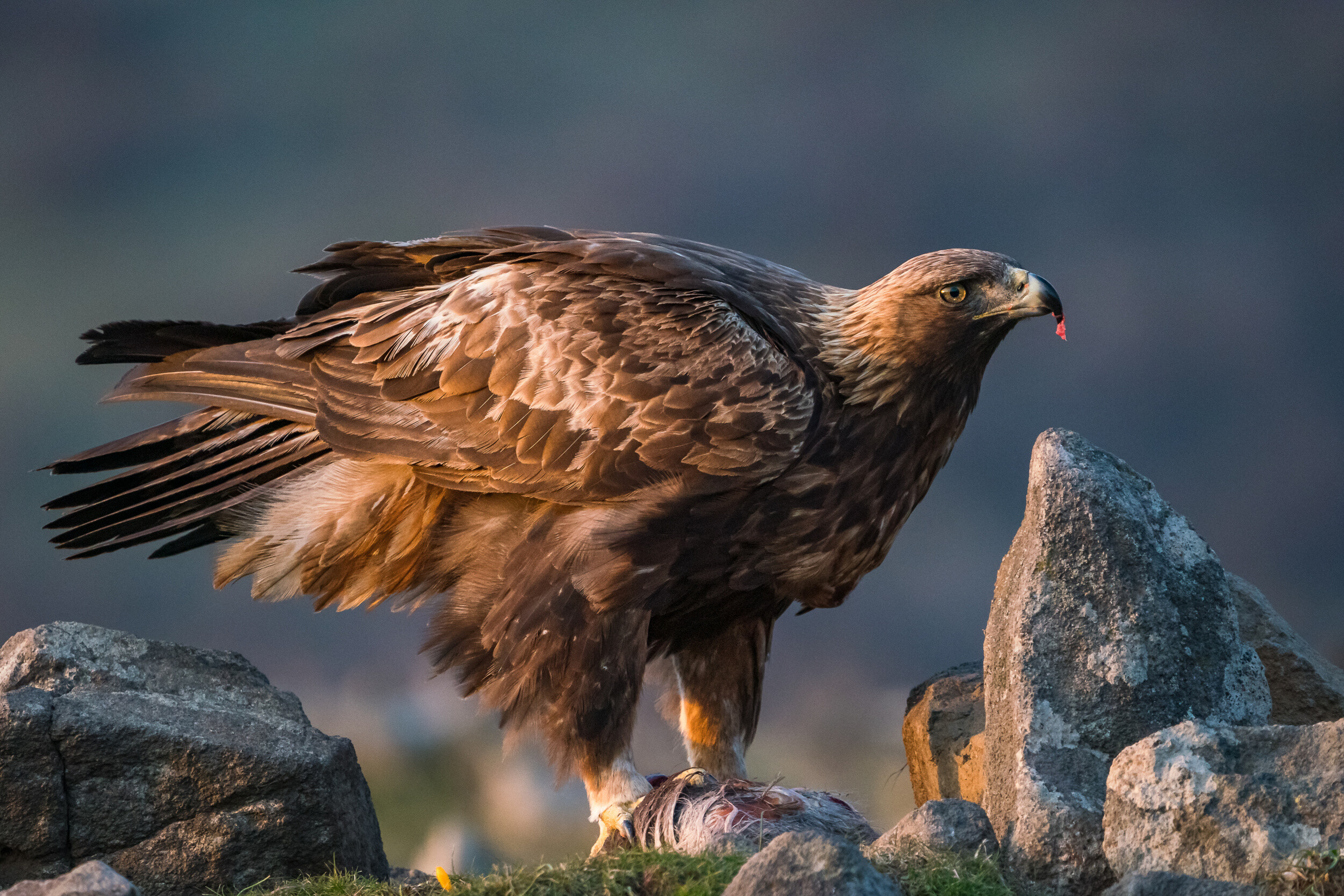 Nikolay Tashkov Stefanov, Artistic expression, Captivating wildlife, Golden elegance, 2500x1670 HD Desktop