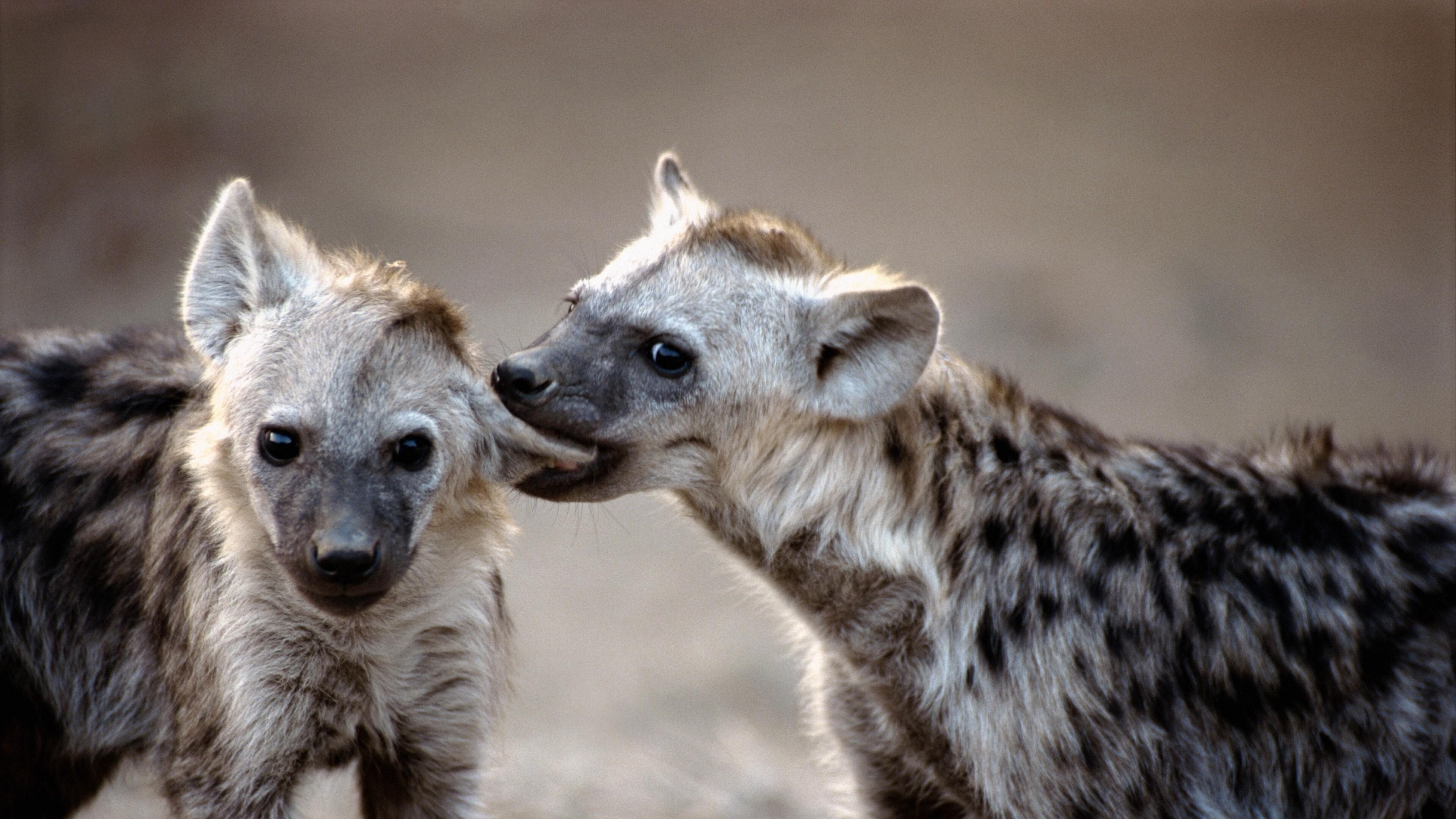 Hyena, Impressive wallpapers, Striking backgrounds, Stunning visuals, 3840x2160 4K Desktop