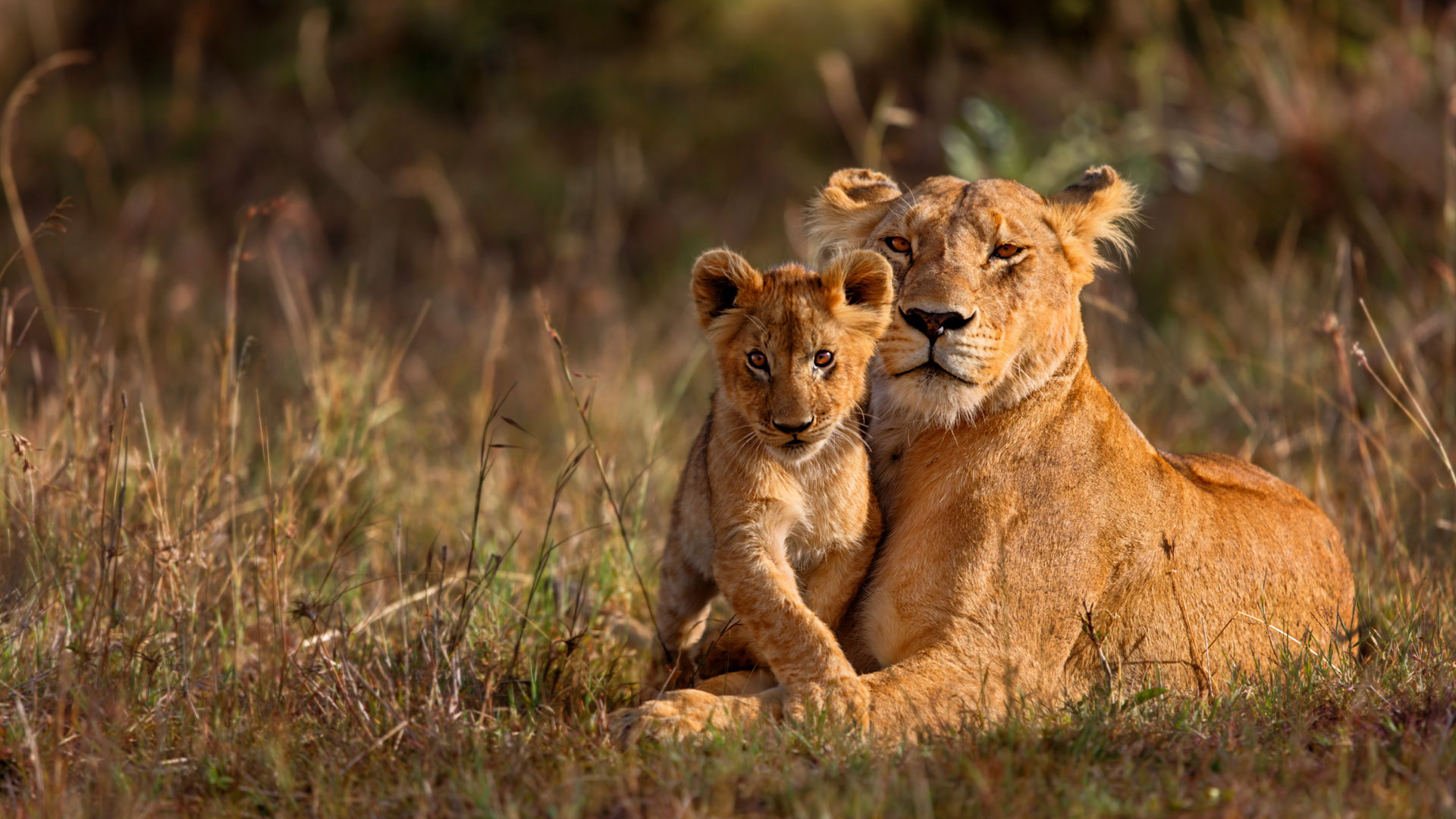 Kruger National Park, Big five game, Sabi Sand, And Beyond, 1920x1080 Full HD Desktop