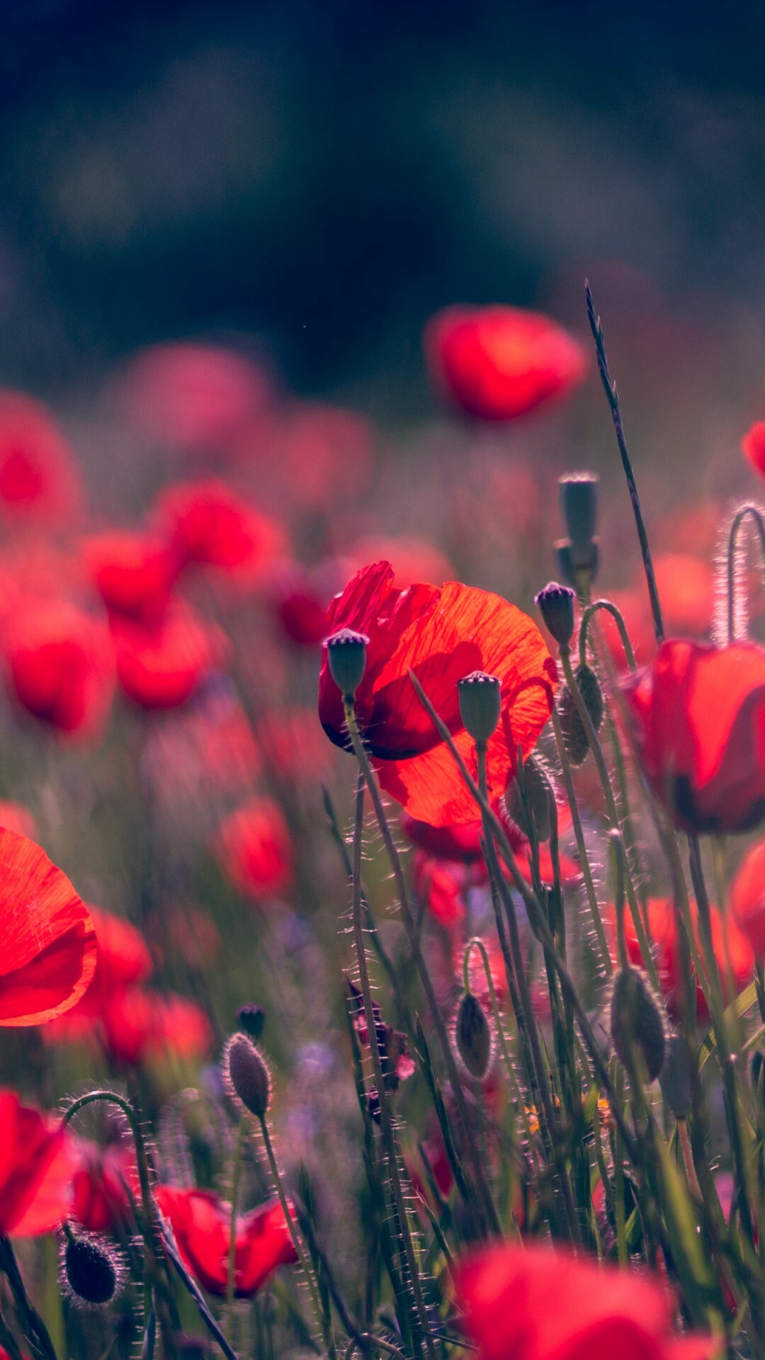 Poppy flower, Summer nature, Vivid colors, Close-up shot, 1080x1920 Full HD Phone