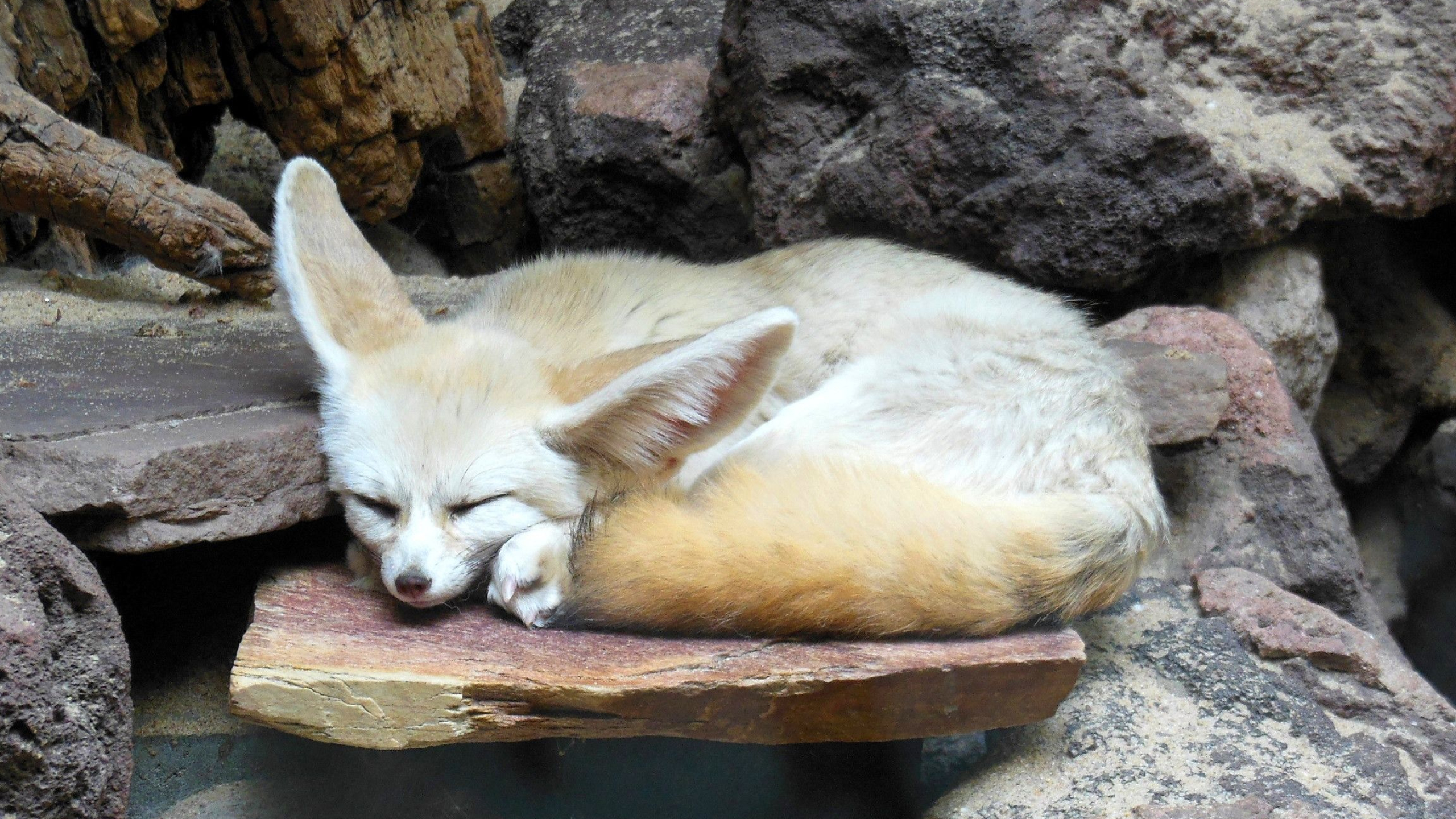 Fennec Fox, Mobile fox companion, Desert creature, Playful nature, 2560x1440 HD Desktop