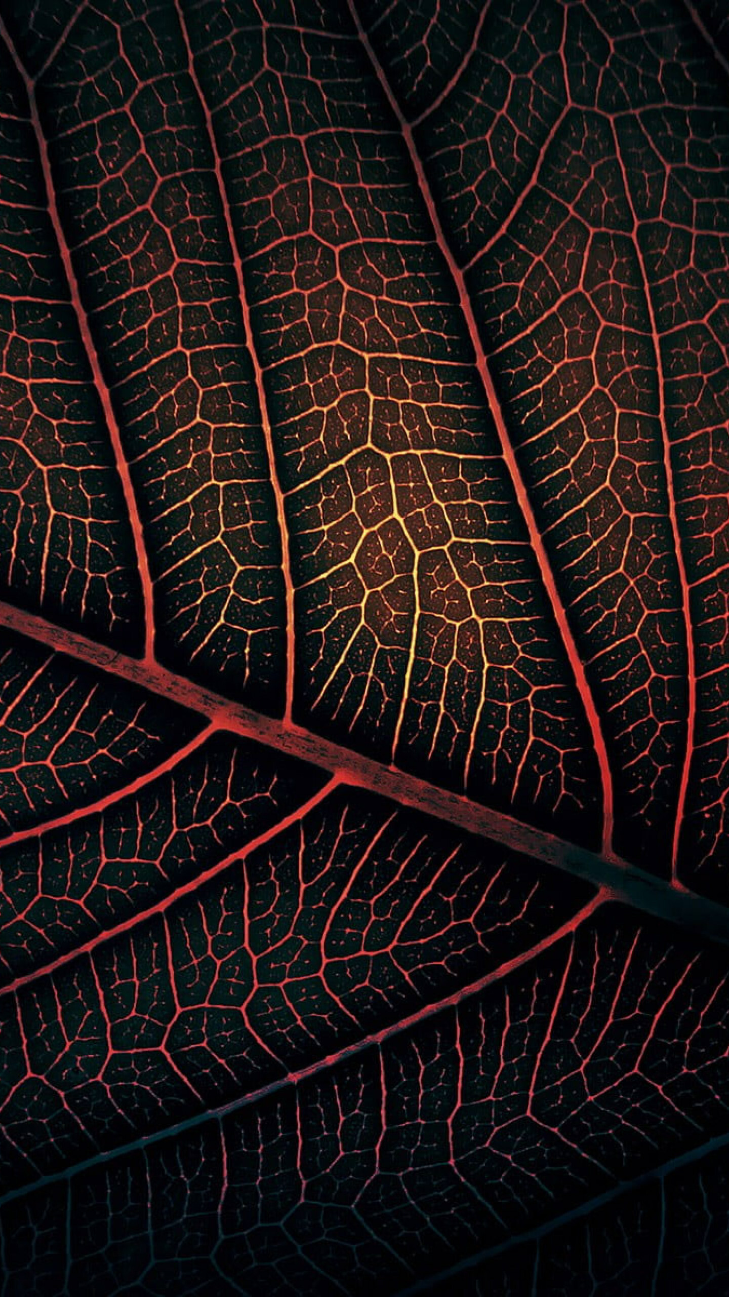 Red leaf wallpaper, Macro photography, Minimalism wallpaper, 1440x2560 HD Phone