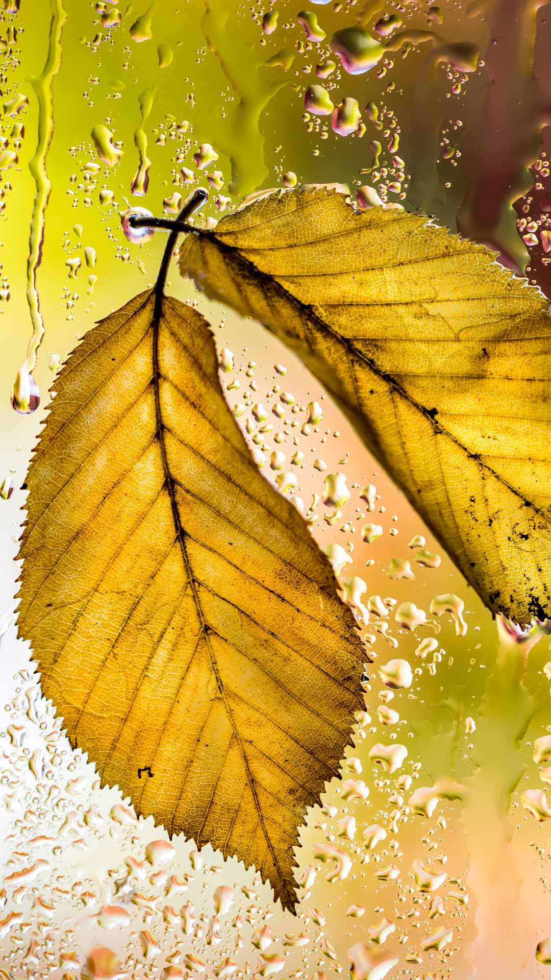 Gold Leaf, Yellow leaves autumn macro, iPhone 7, 1080x1920 Full HD Phone