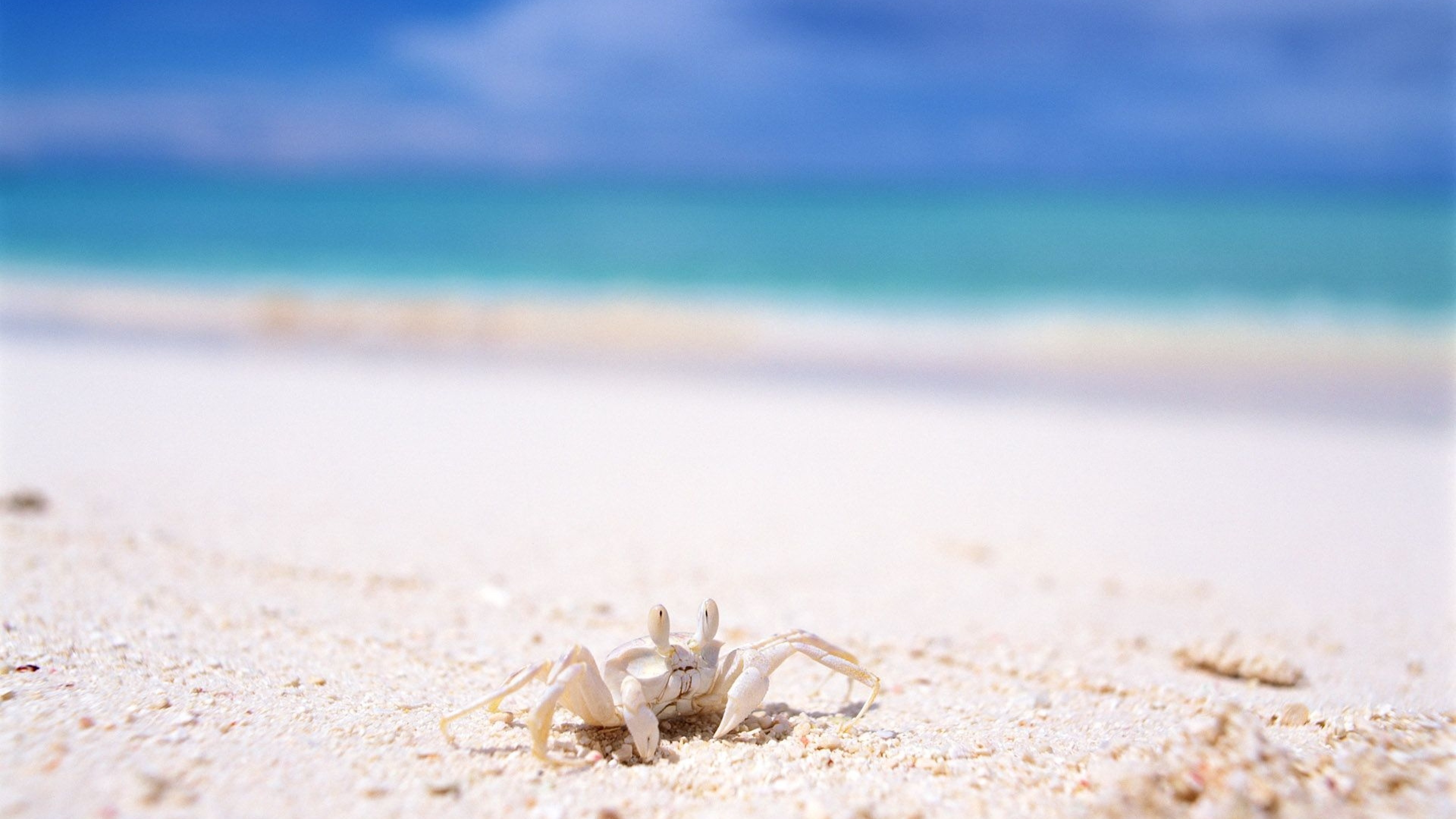 Ghost crab in HD, Striking wallpaper, Ultra HD quality, Photographic excellence, 3840x2160 4K Desktop