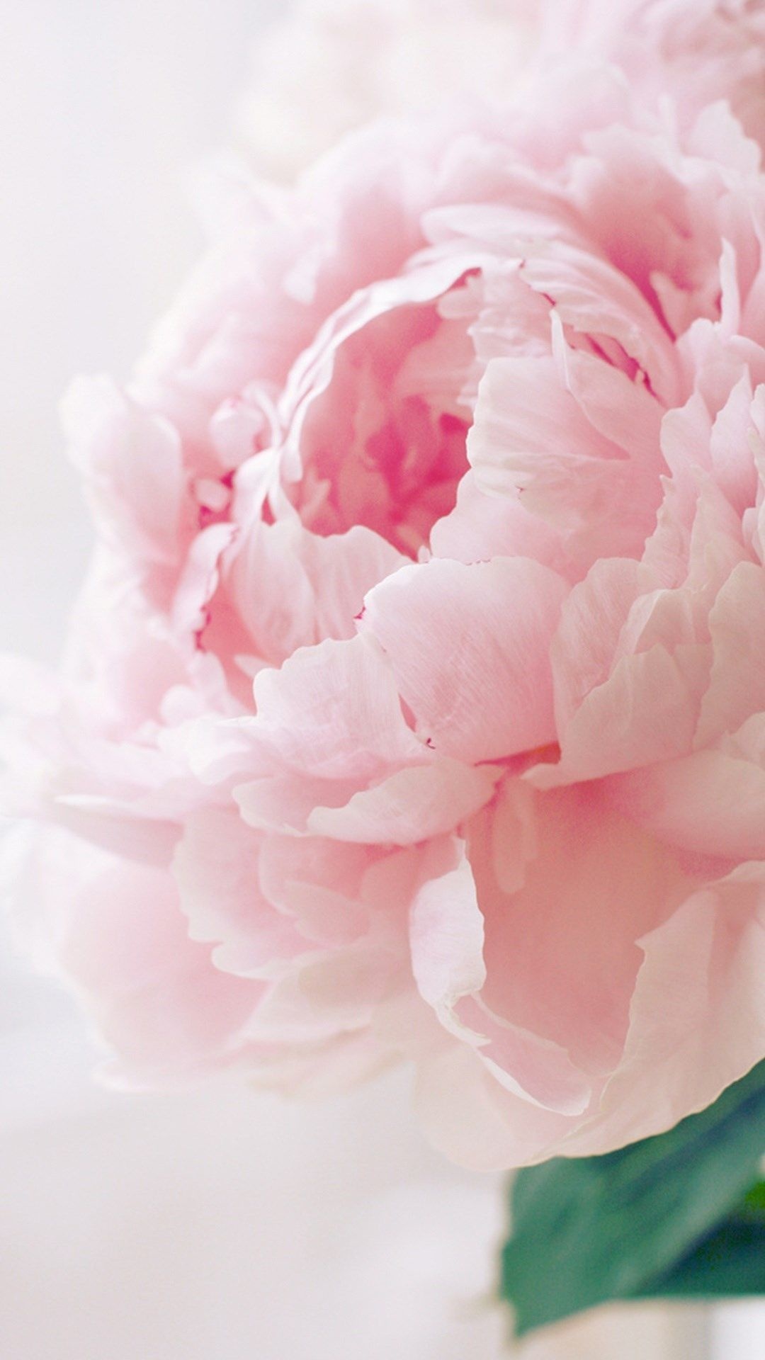 Pink peony bloom, Ruffled peony petals, Soft pastel floral macro, Full HD Phone wallpaper