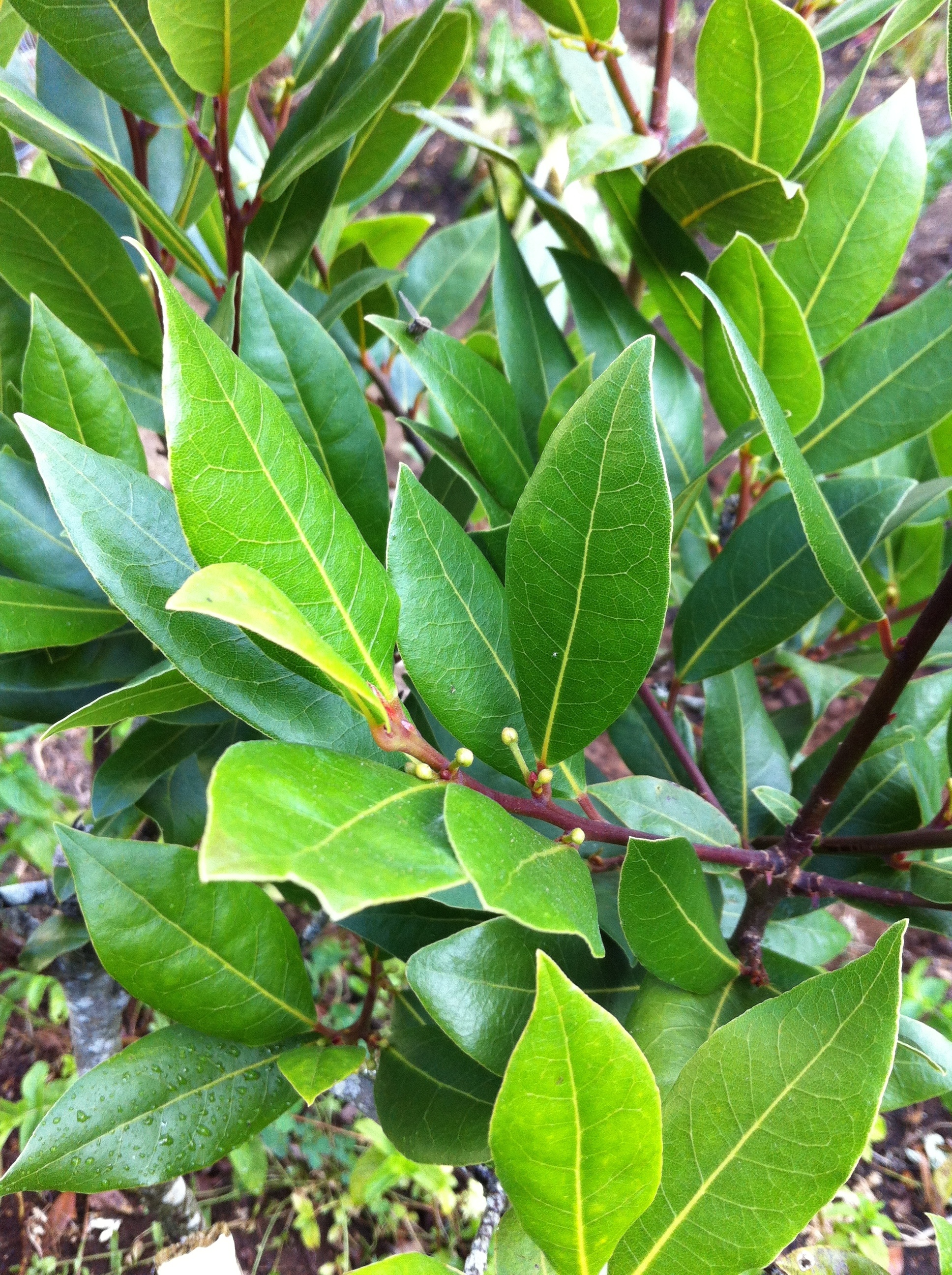 Shrub, Bay Leaves Wallpaper, 1940x2600 HD Phone