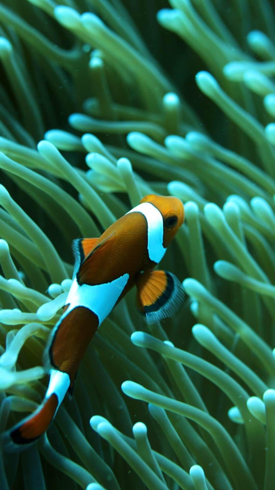 Clown Fish, Top free wallpapers, Wallpaper downloads, Beautiful aquatic imagery, 1080x1920 Full HD Phone