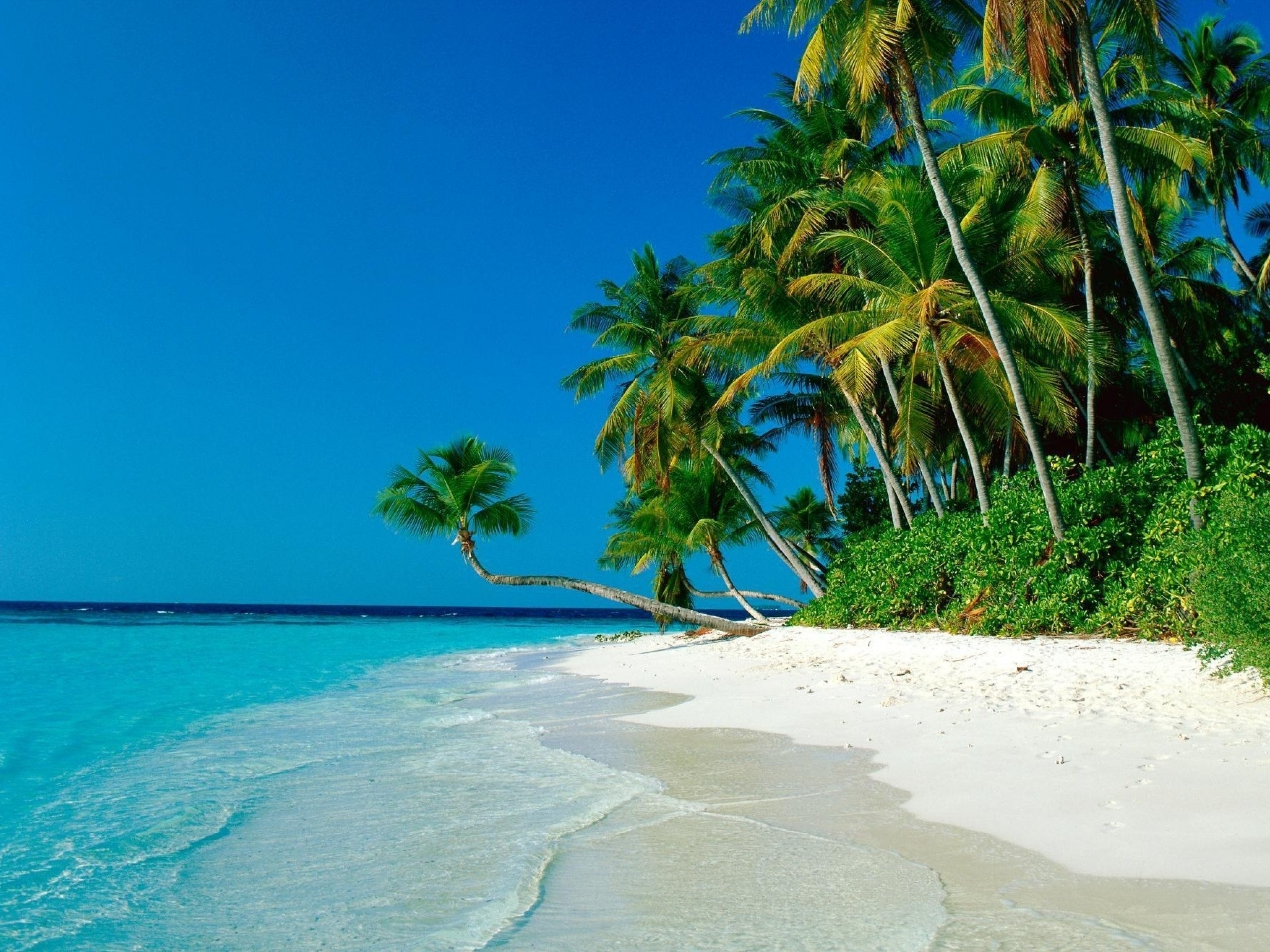 Leaning coconut palm tree, White sand beach, Turquoise tropical ocean, HD Desktop wallpaper