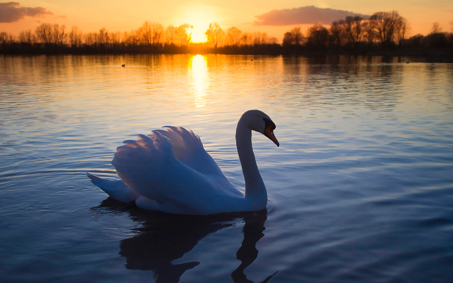 Download swan Download, Swan Download, Swan Download, Swan, 1920x1200 HD Desktop