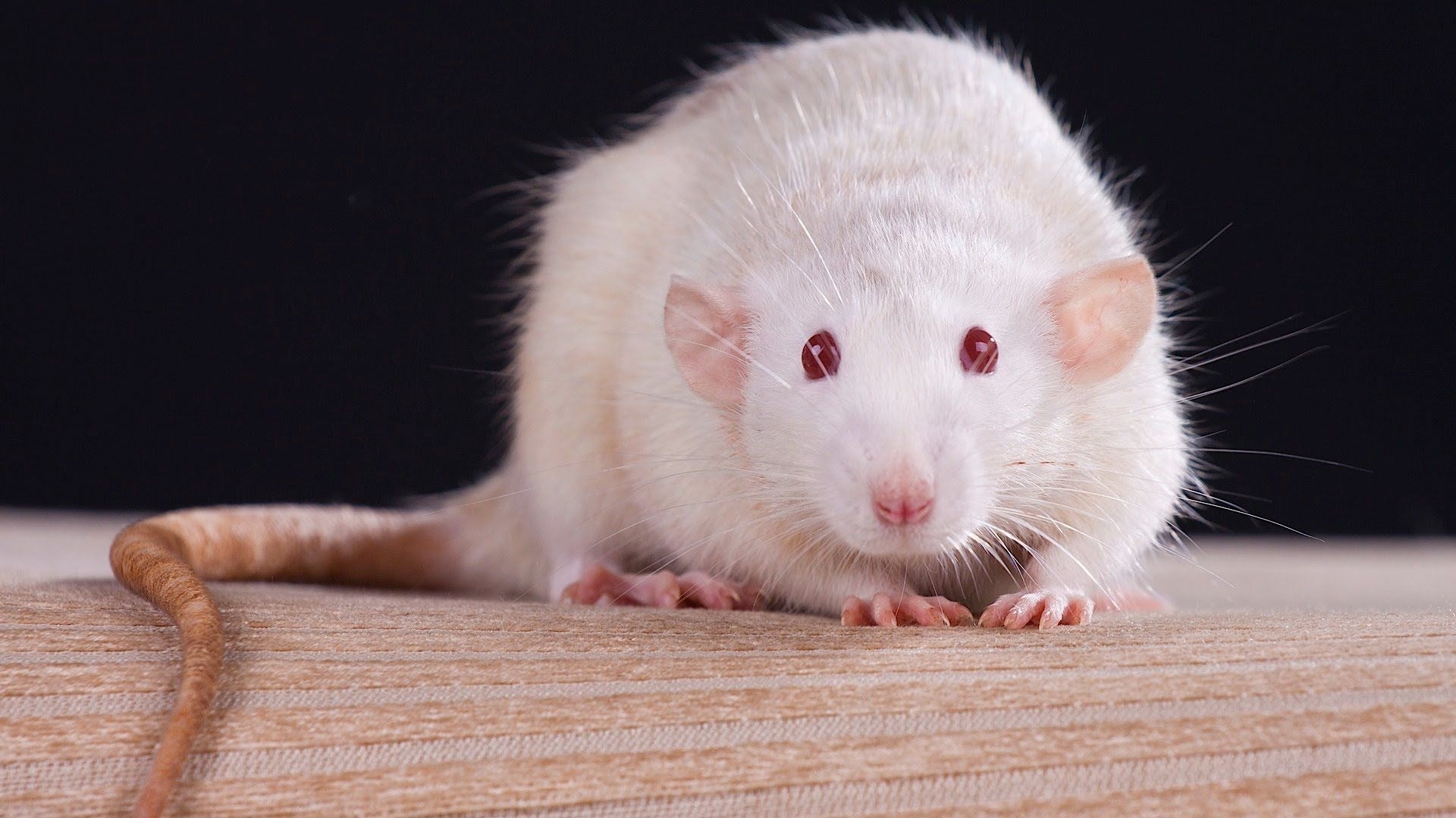 Metallic white rats, Unique rodents, Shiny fur, Exotic pets, 1920x1080 Full HD Desktop