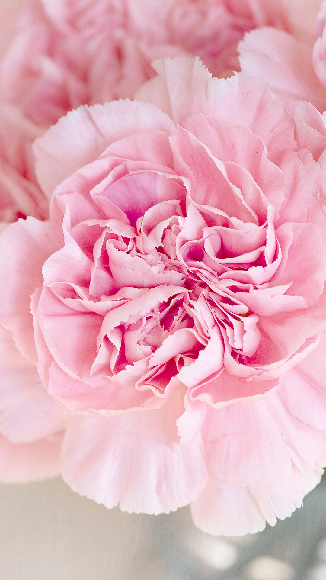 Pink carnation flower, UHD wallpaper, 1080x1920 Full HD Phone