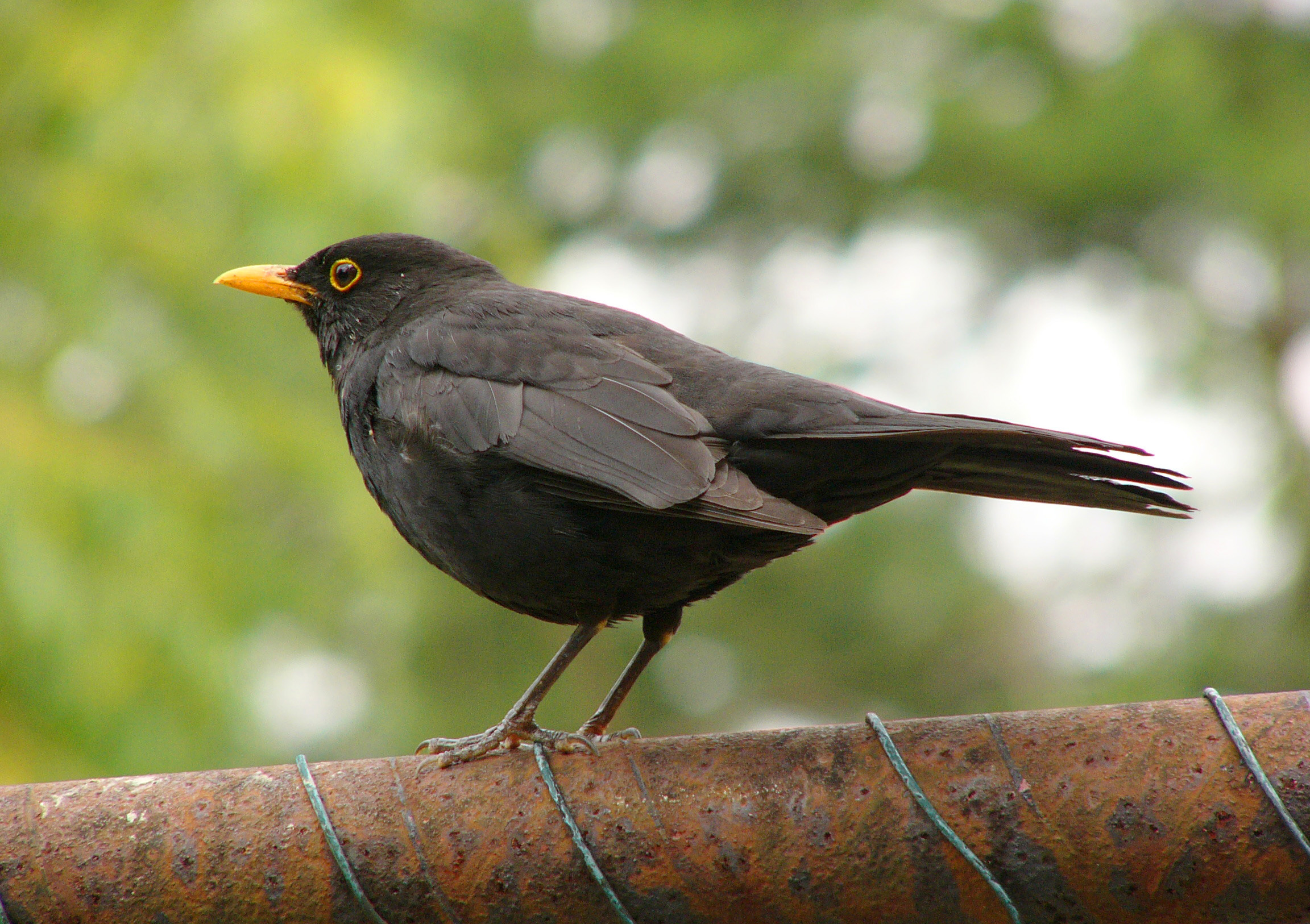 Common Blackbird, HQ wallpapers, High-quality pictures, 4K resolution, 2310x1630 HD Desktop