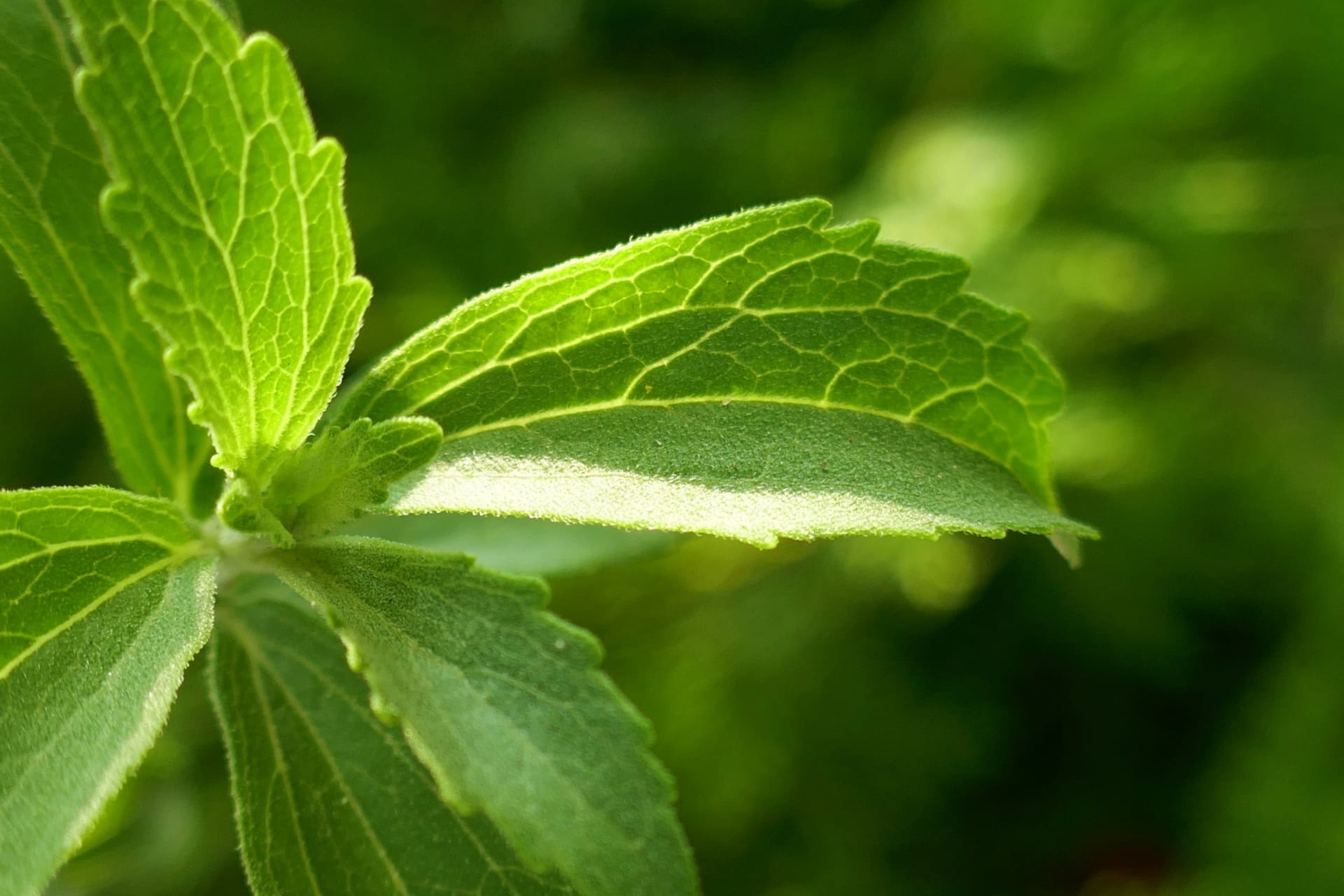 Stevia, Label, Steviol glycosides, Food, 1920x1280 HD Desktop