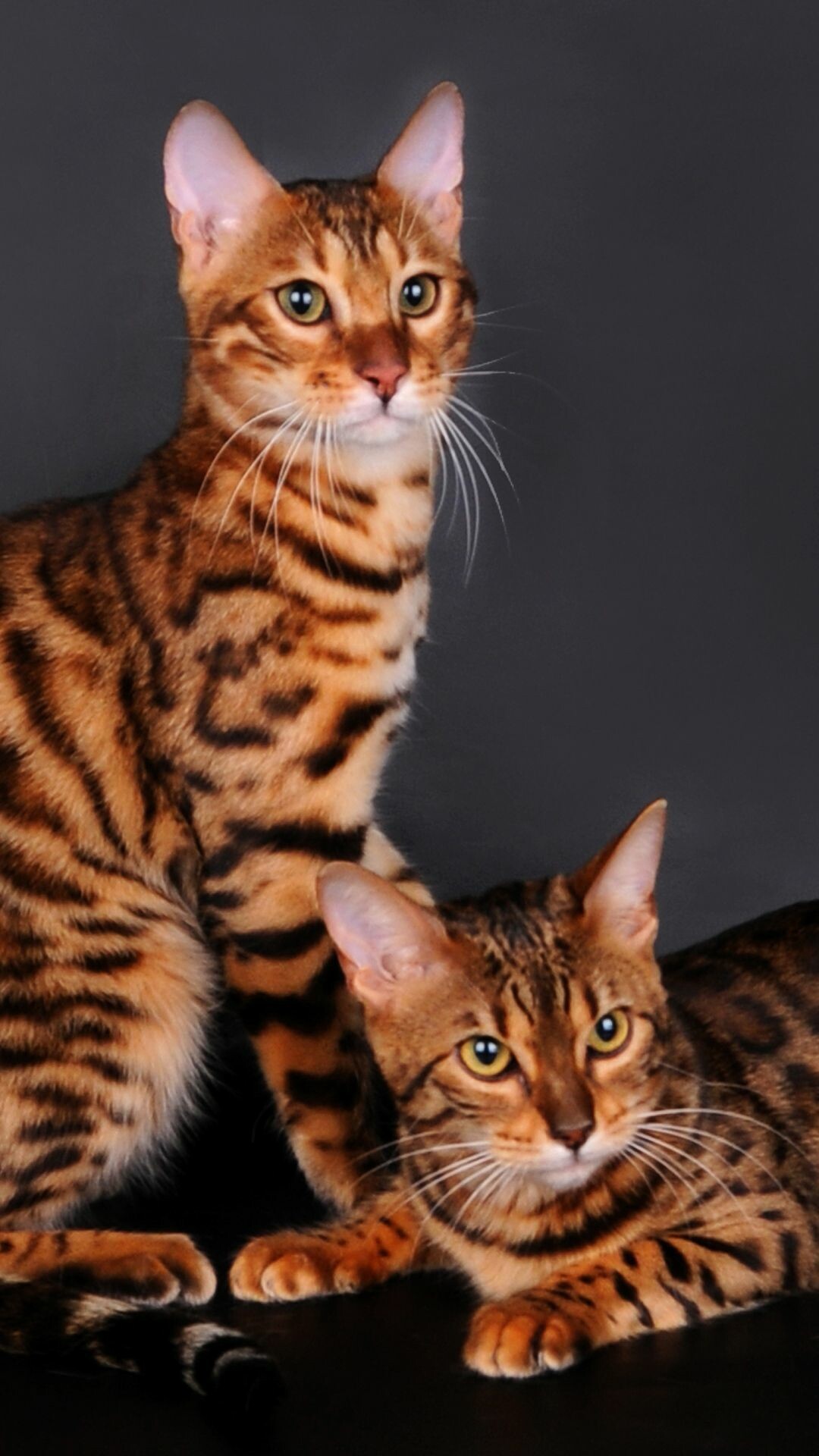 Bengal cats, Domestic cat, Cat breeds, Bengal cat, 1080x1920 Full HD Phone