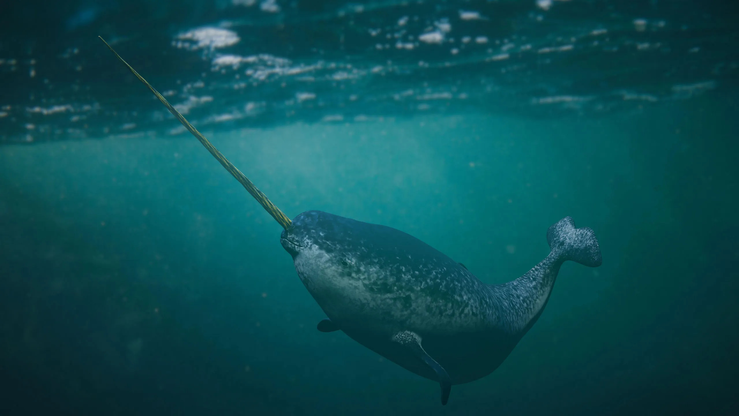 Arctic narwhal, Noisy environment, Silent creatures, Marine wonder, 2560x1440 HD Desktop