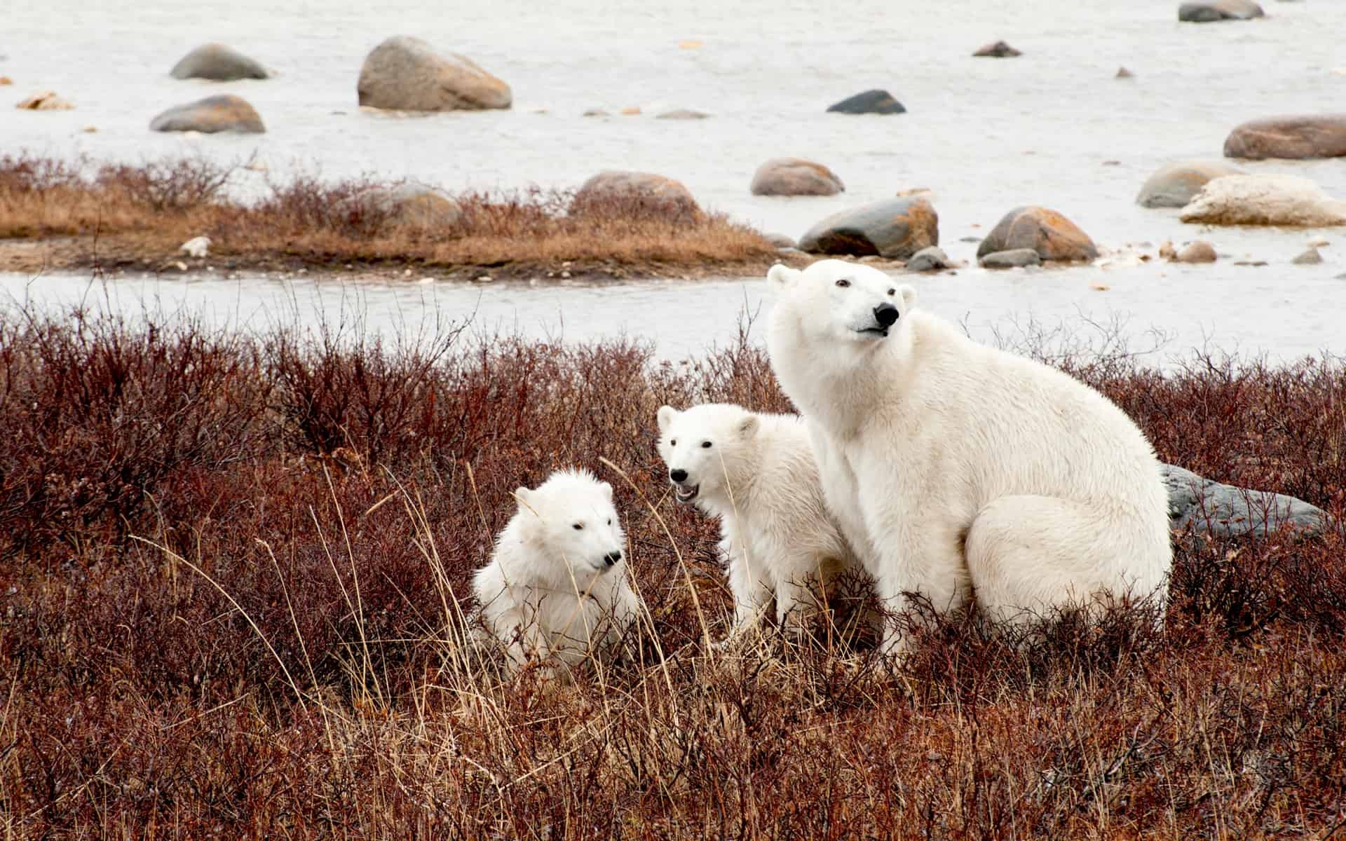 Classic adventure, Polar rover, Arctic exploration, Wilderness escape, 1920x1200 HD Desktop