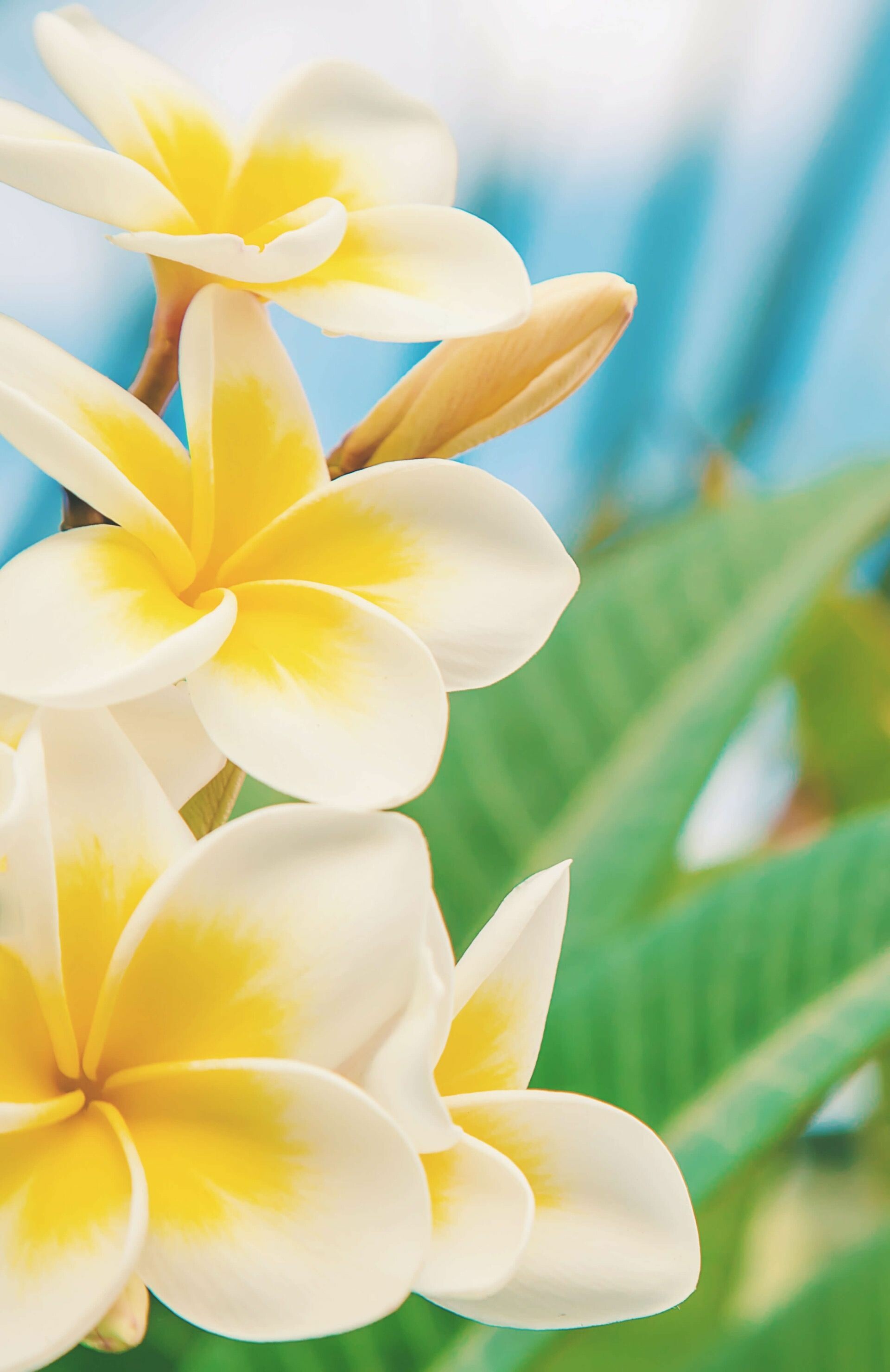 White yellow plumeria, Unique floral combination, Exotic beauty, Harmonious elegance, 1920x2960 HD Phone