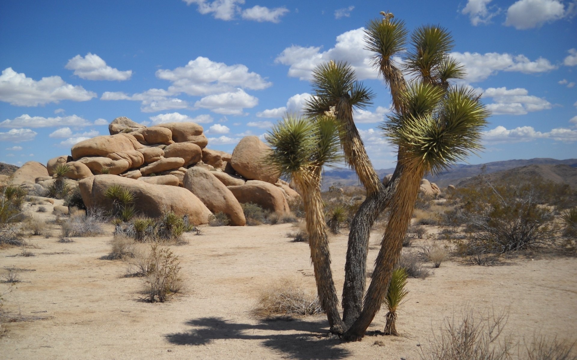 Joshua Tree National Park, Pristine nature, HD wallpaper, Tranquil background, 1920x1200 HD Desktop