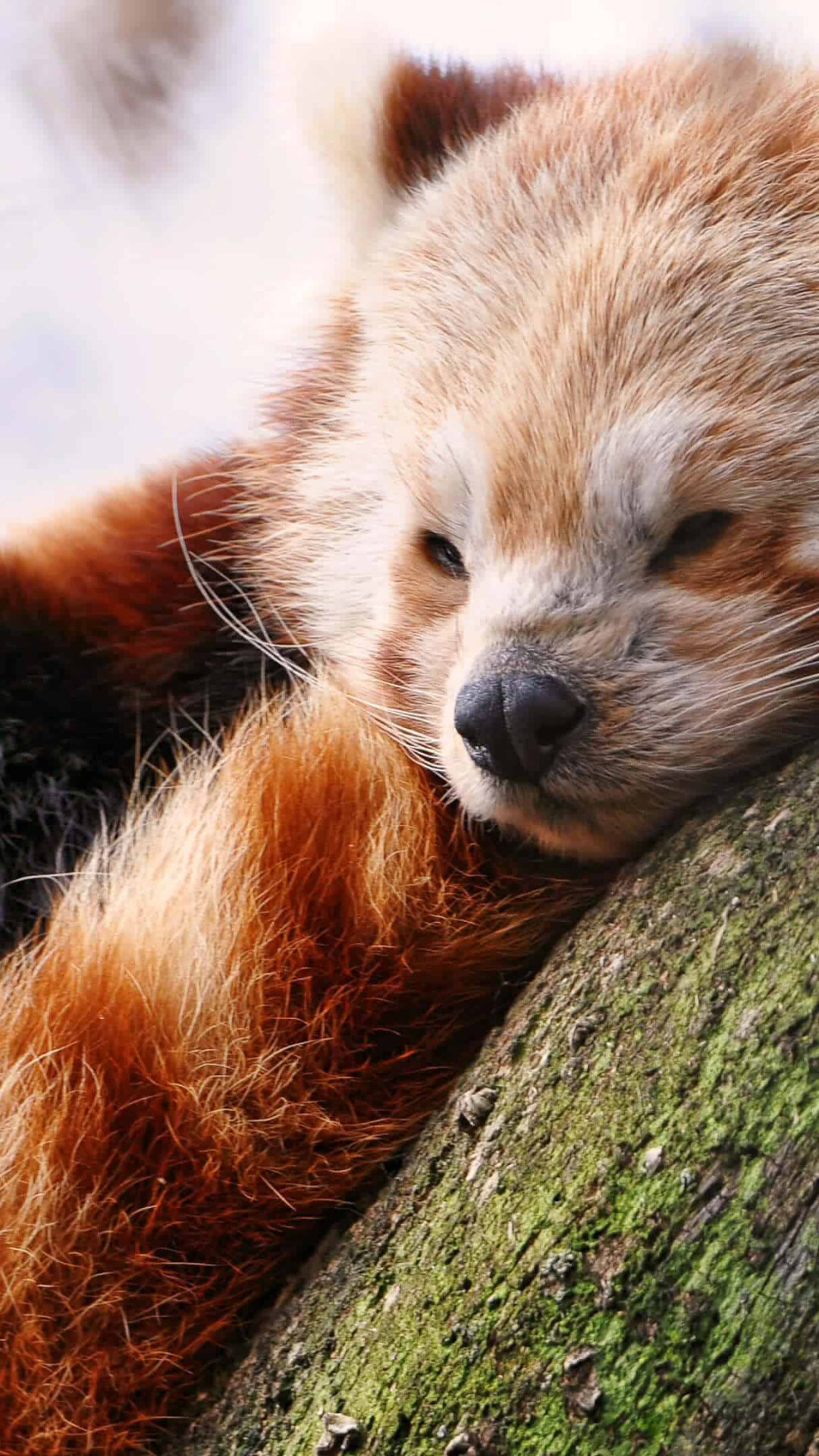 Baby red panda, UHD 4K wallpaper, Adorable charm, Delightful innocence, 1080x1920 Full HD Phone