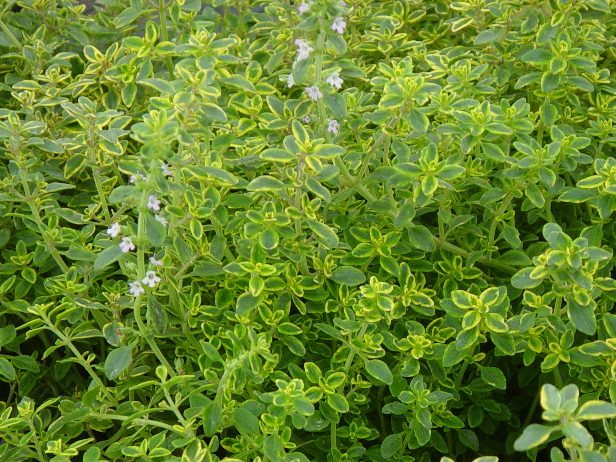 Healing kitchen herbs, Part 1, Spirited table, Marjoram, 2050x1540 HD Desktop