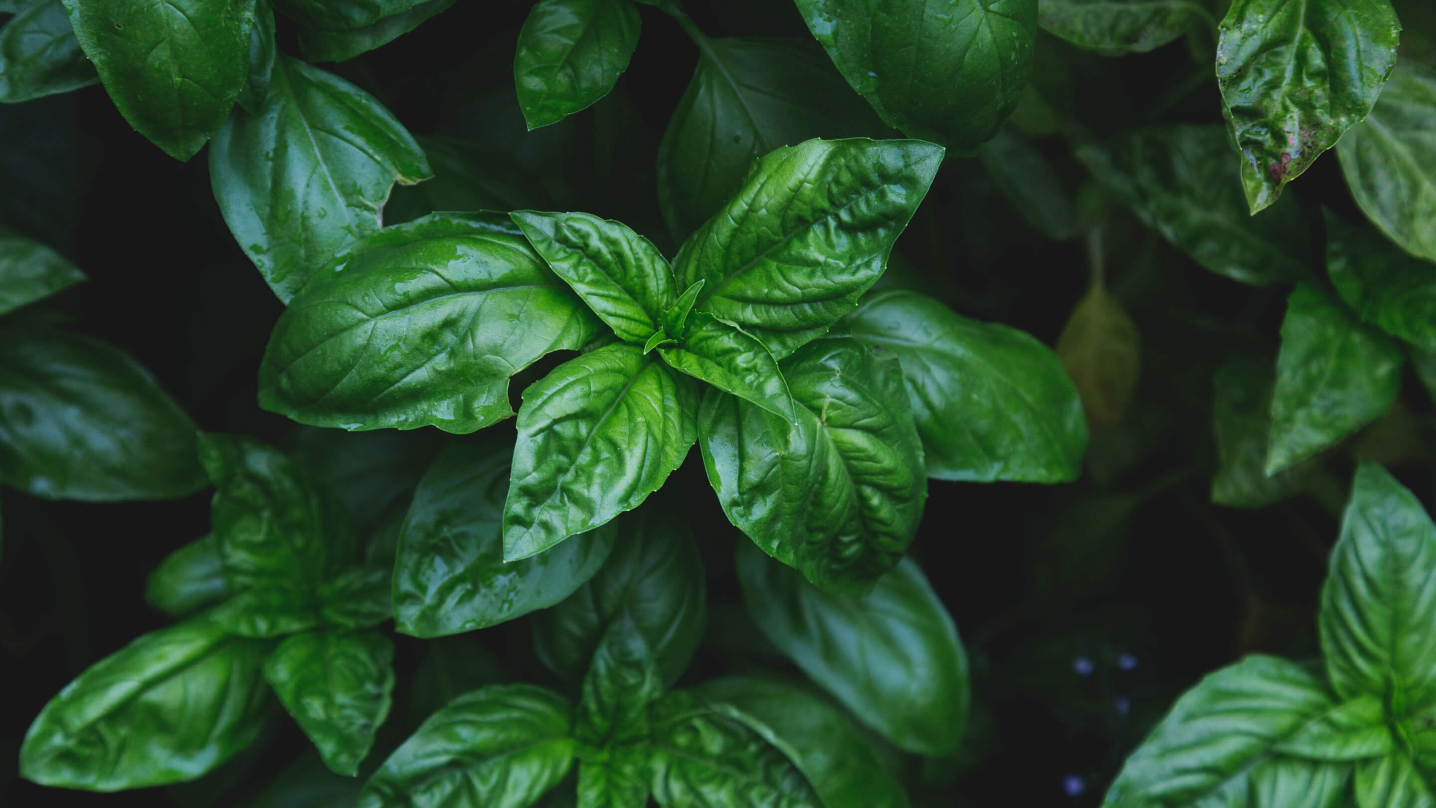 Basil de mn, Unique spice, Exquisite flavor, Culinary masterpiece, 2880x1620 HD Desktop