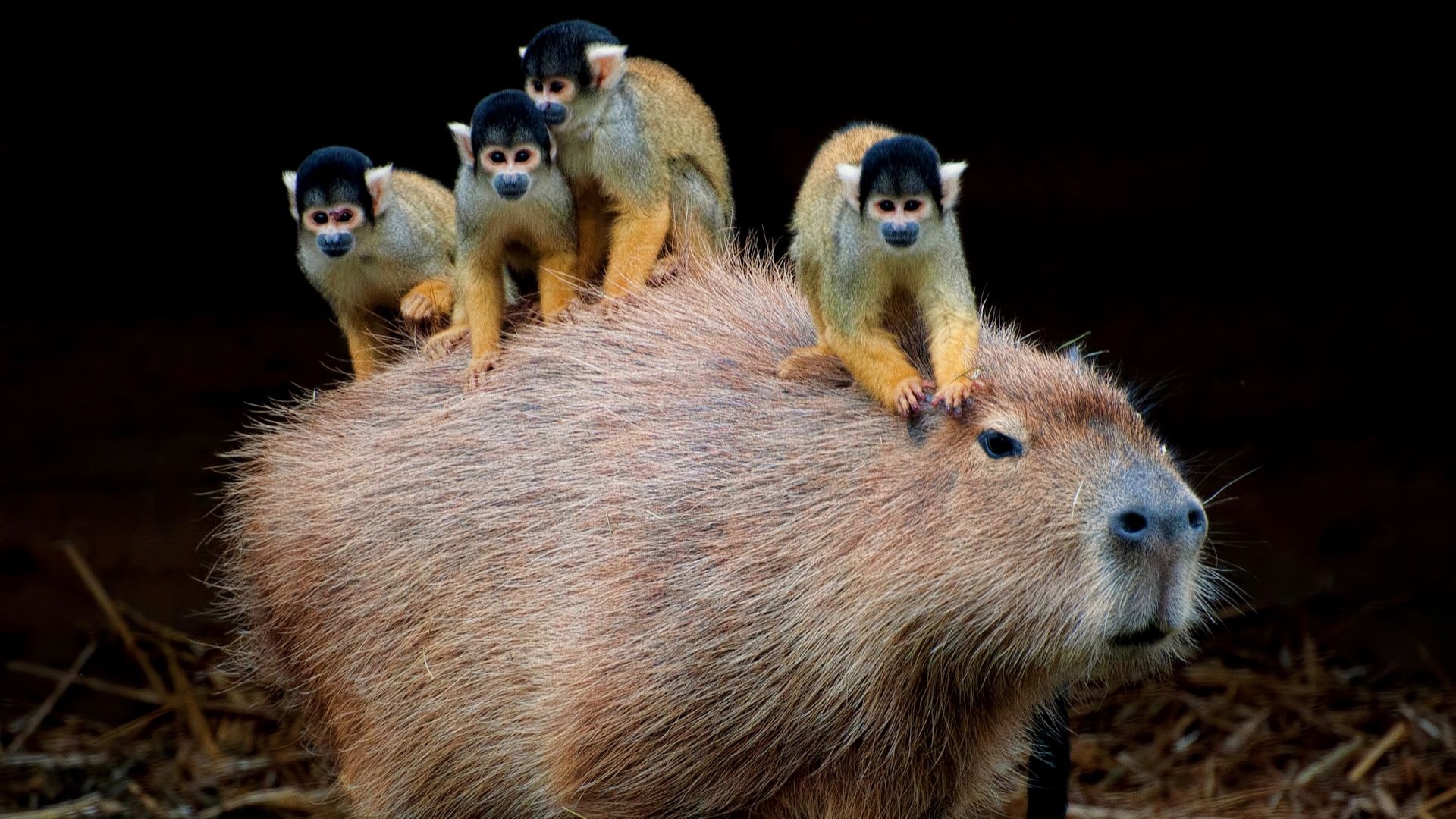 Monkeys, Capybaras Wallpaper, 1920x1080 Full HD Desktop