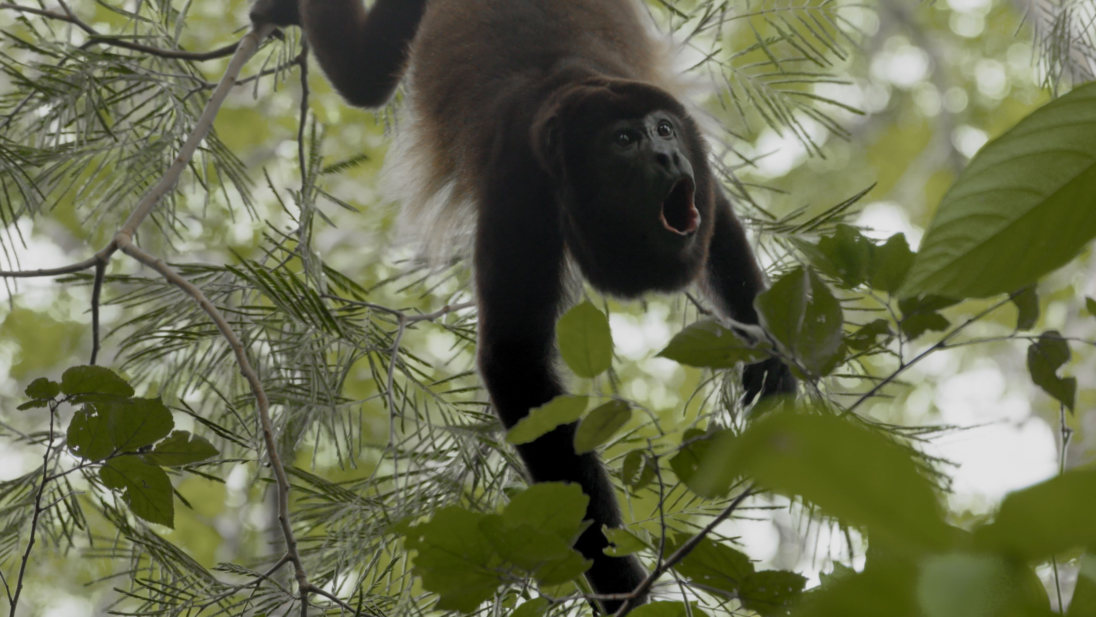 The mantled, Howler Monkey Wallpaper, 3840x2160 4K Desktop