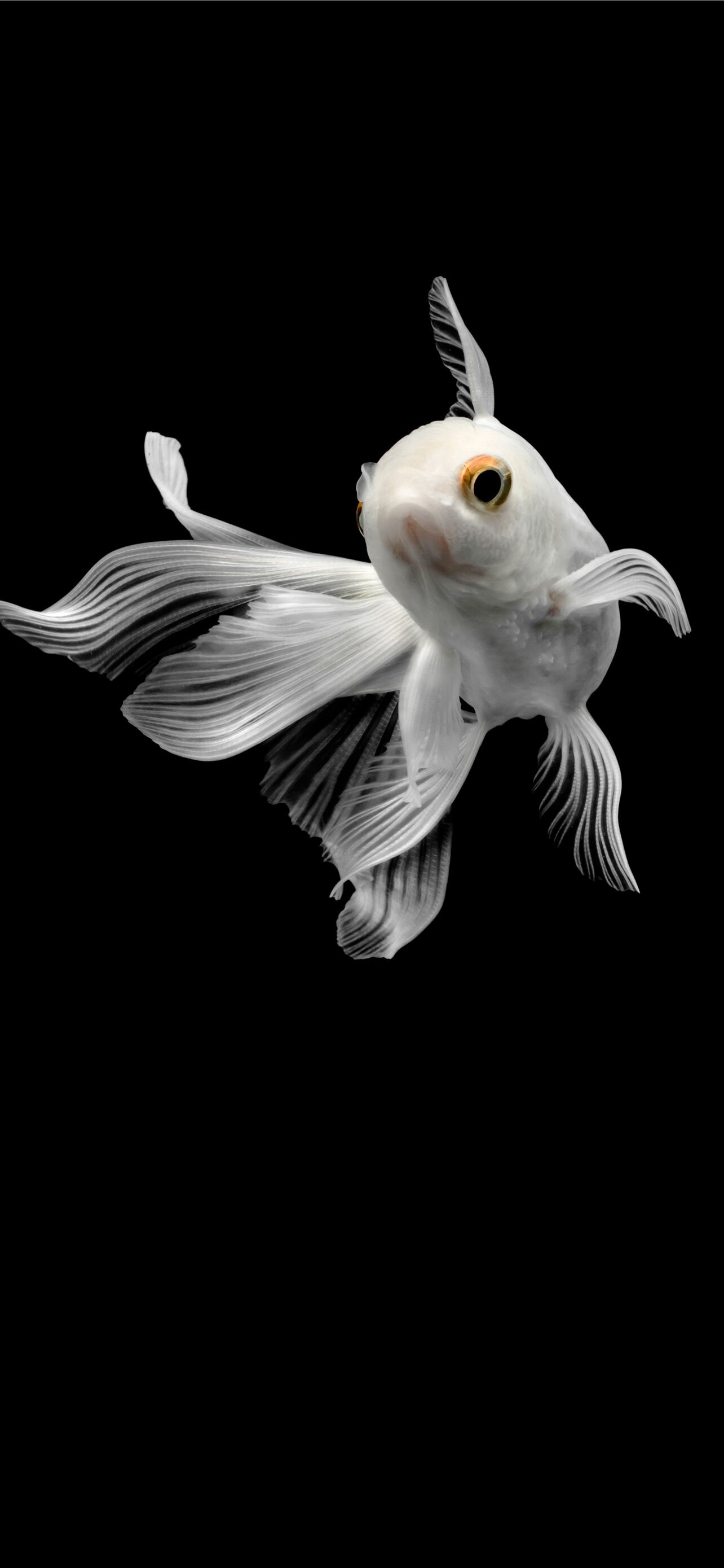 Gold Fish, Nature, iPhone HD wallpapers, 1290x2780 HD Phone