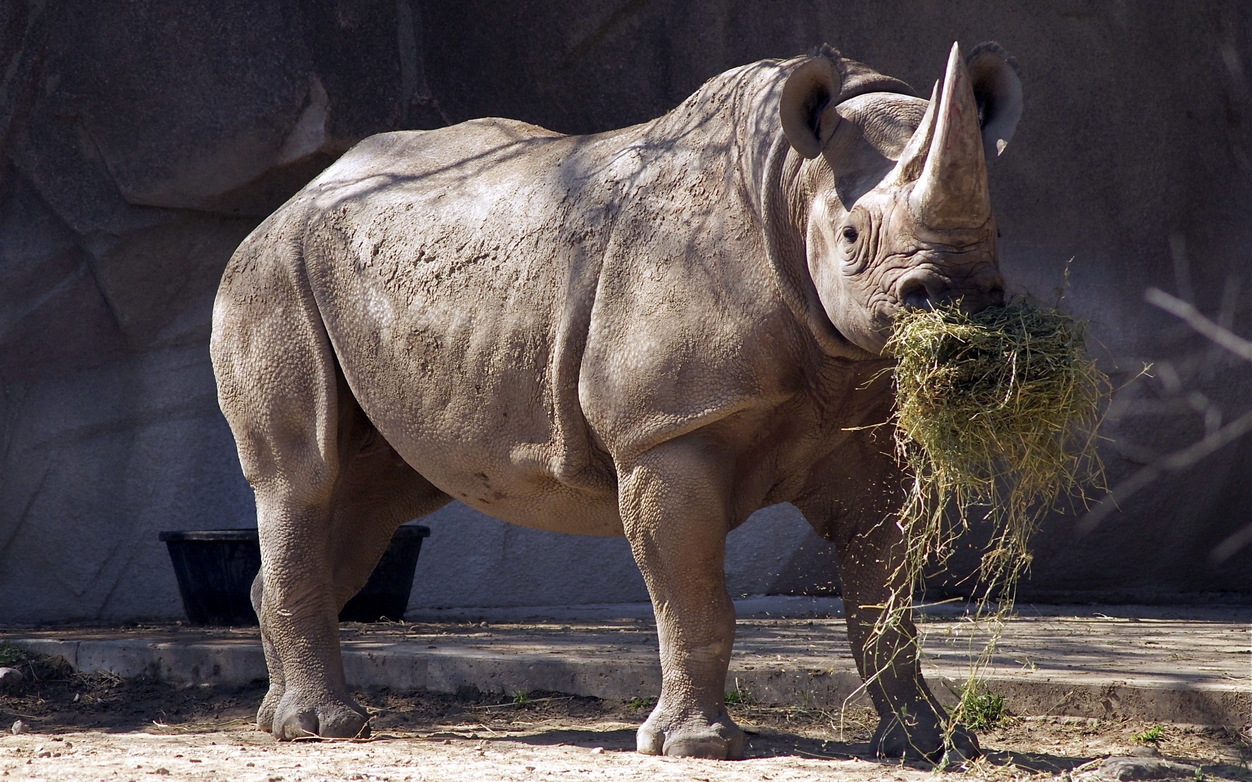 Black and white rhino, Bold contrast, Striking visuals, Sarah Anderson's artwork, 2560x1600 HD Desktop