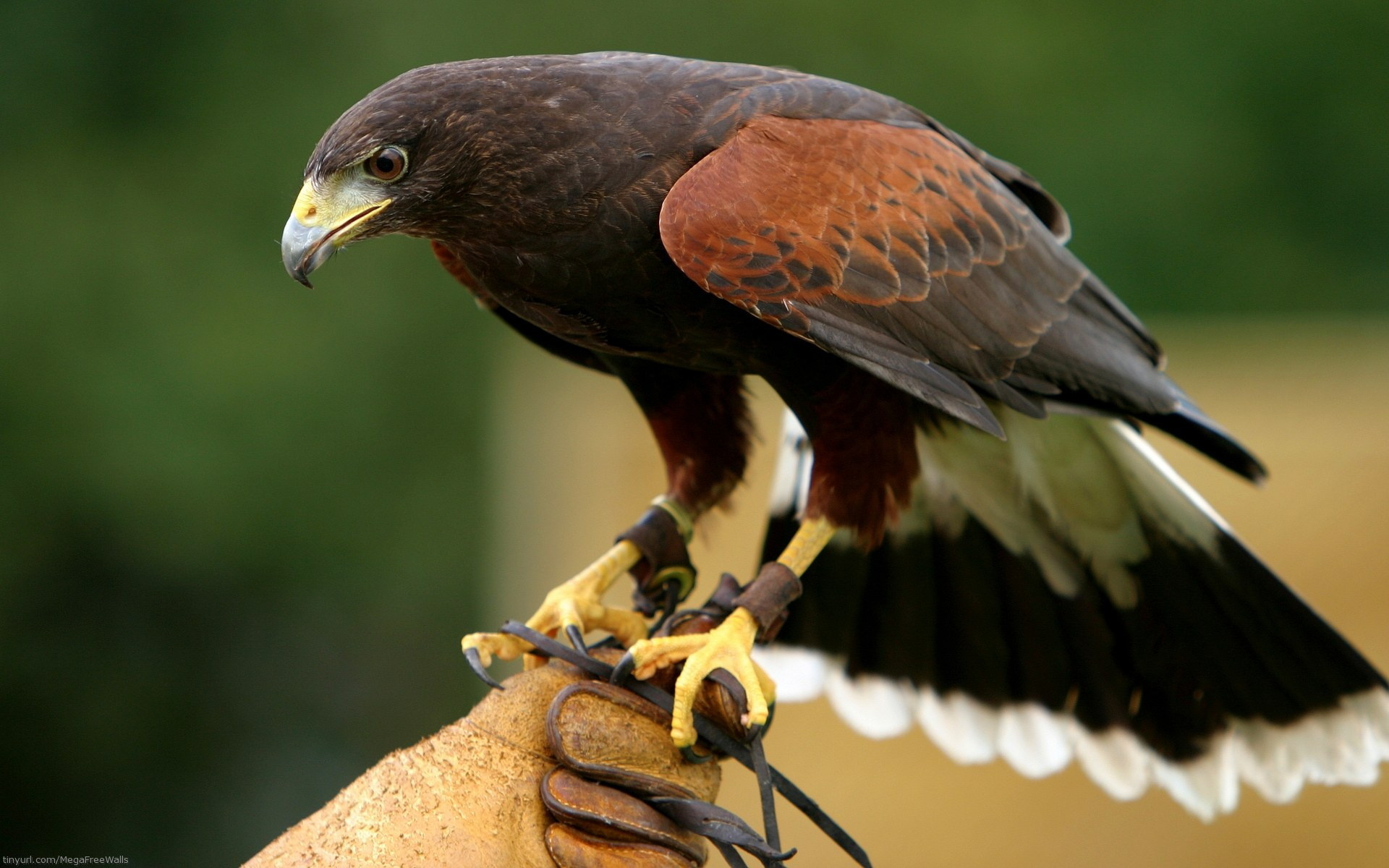 Hawk wallpapers, Bird, Wildlife, Free download, 1920x1200 HD Desktop